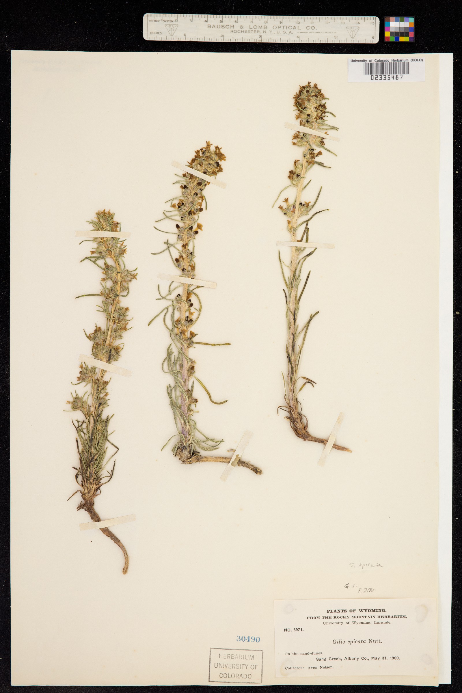 Ipomopsis spicata image