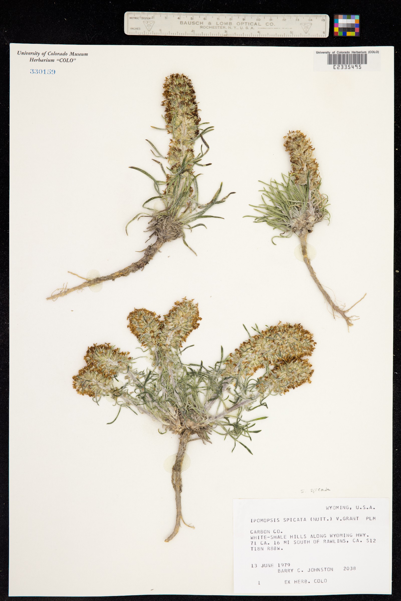 Ipomopsis spicata image