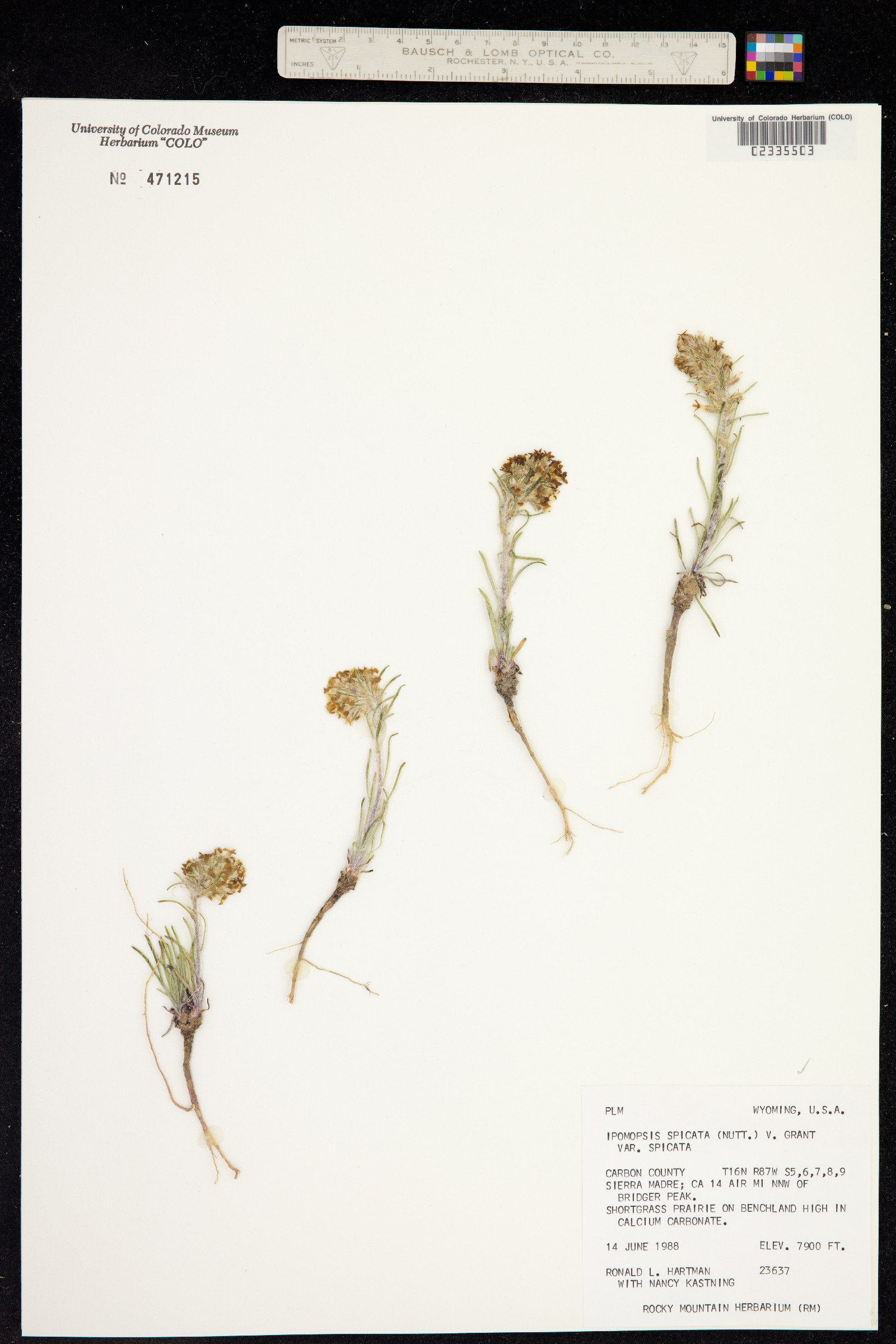 Ipomopsis spicata image