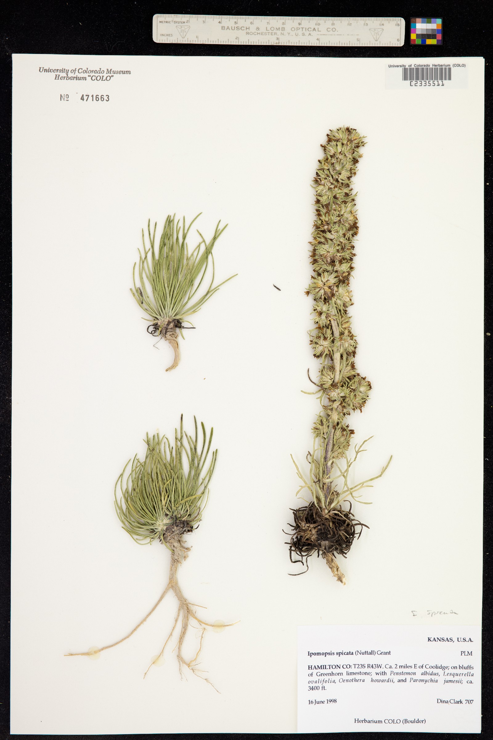 Ipomopsis spicata image