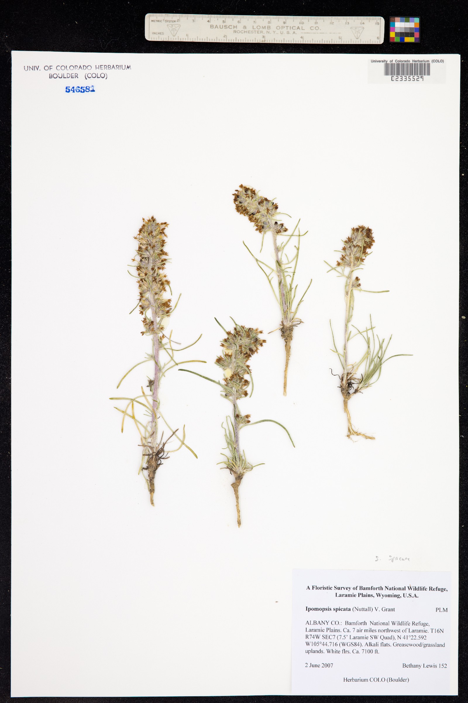 Ipomopsis spicata image