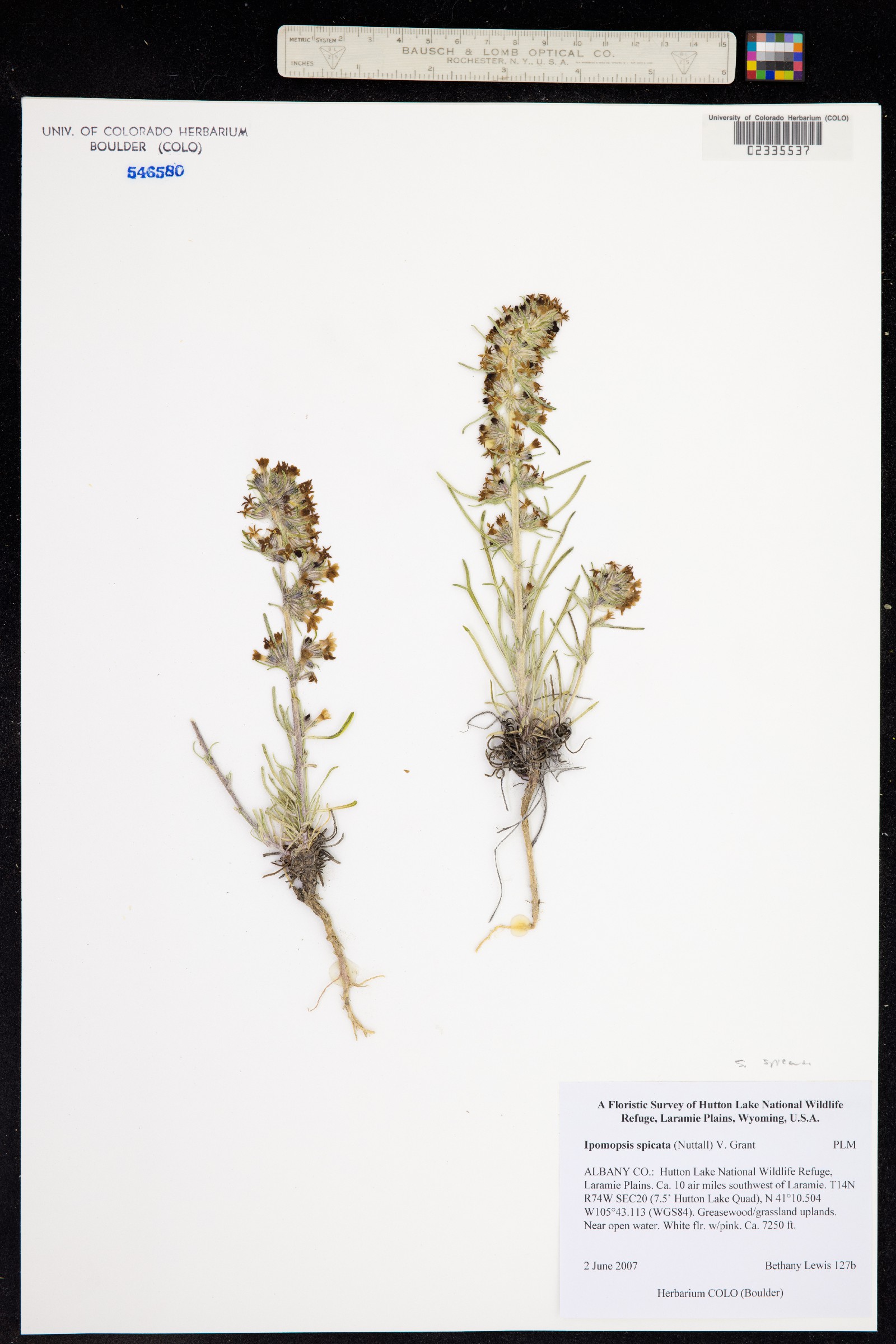 Ipomopsis spicata image