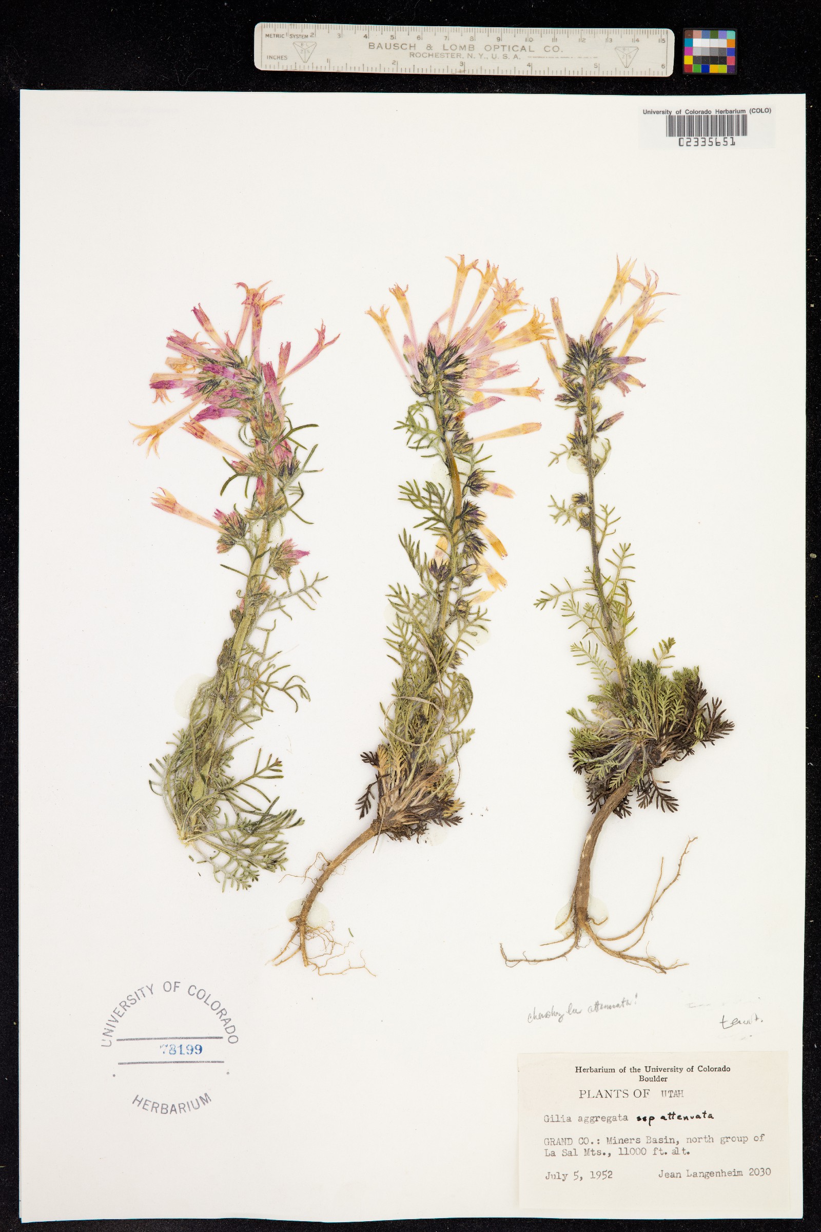 Ipomopsis tenuituba image