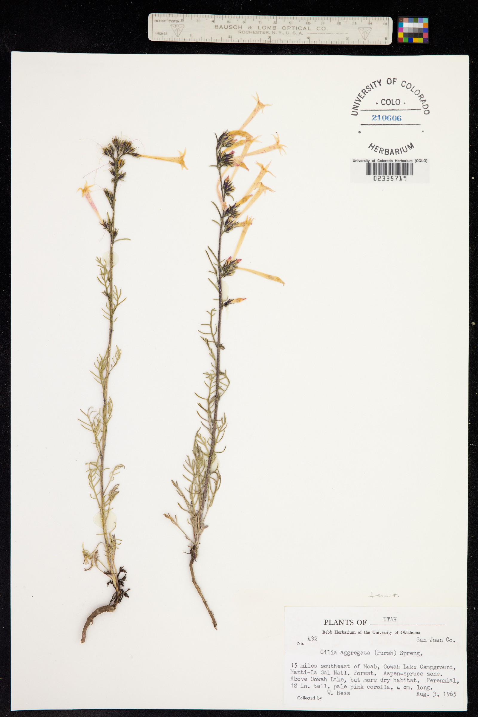 Ipomopsis tenuituba image