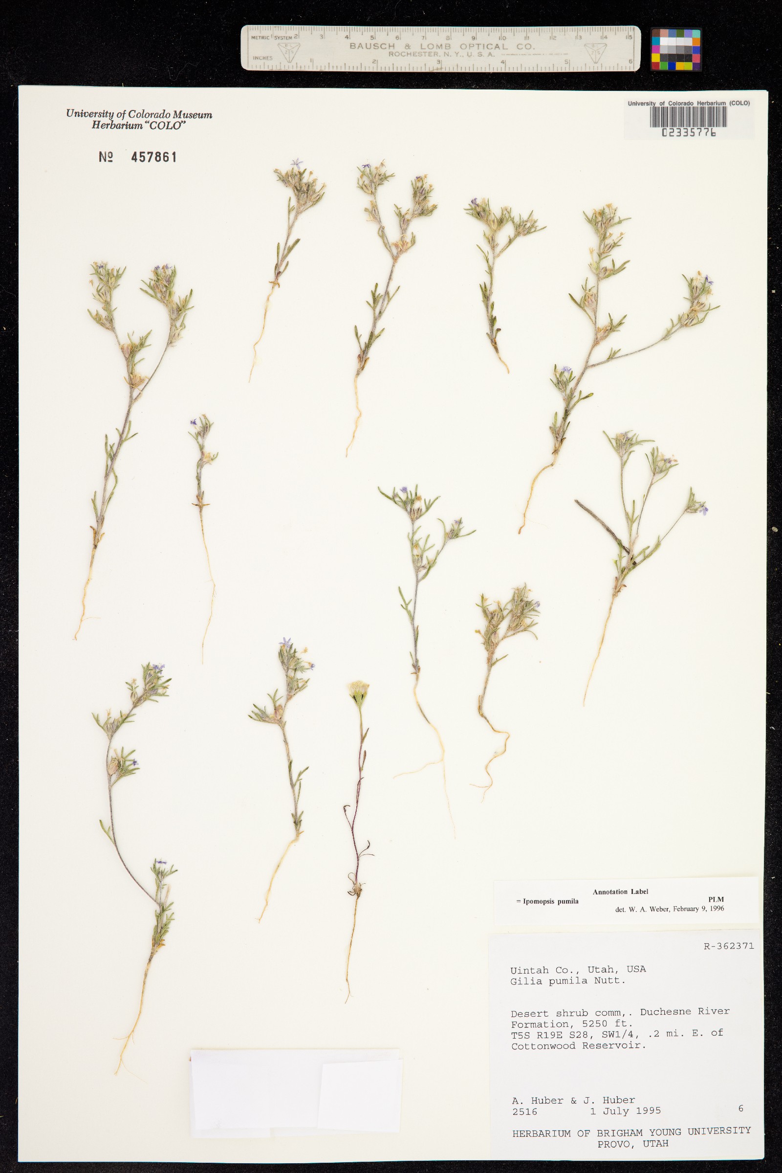Ipomopsis pumila image