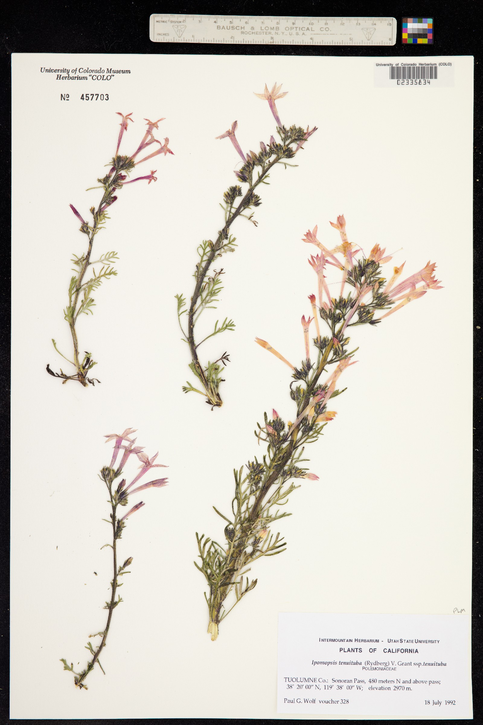 Ipomopsis tenuituba image