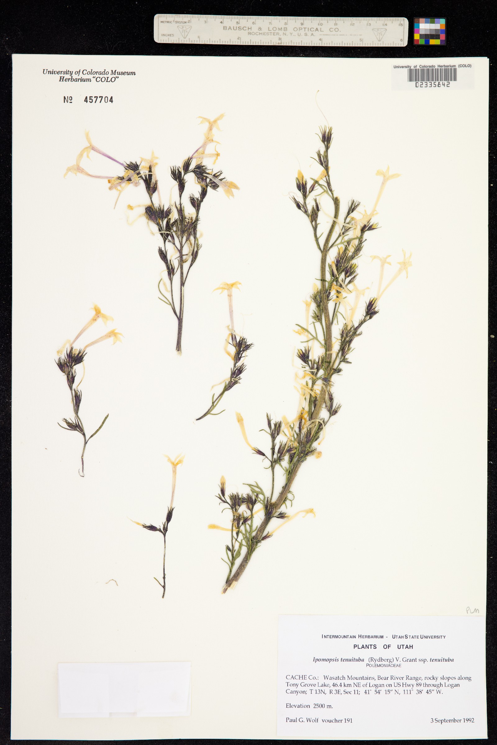 Ipomopsis tenuituba image