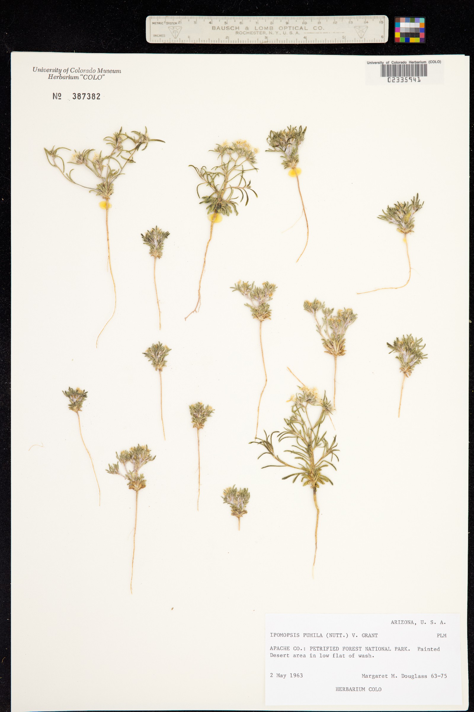 Ipomopsis pumila image