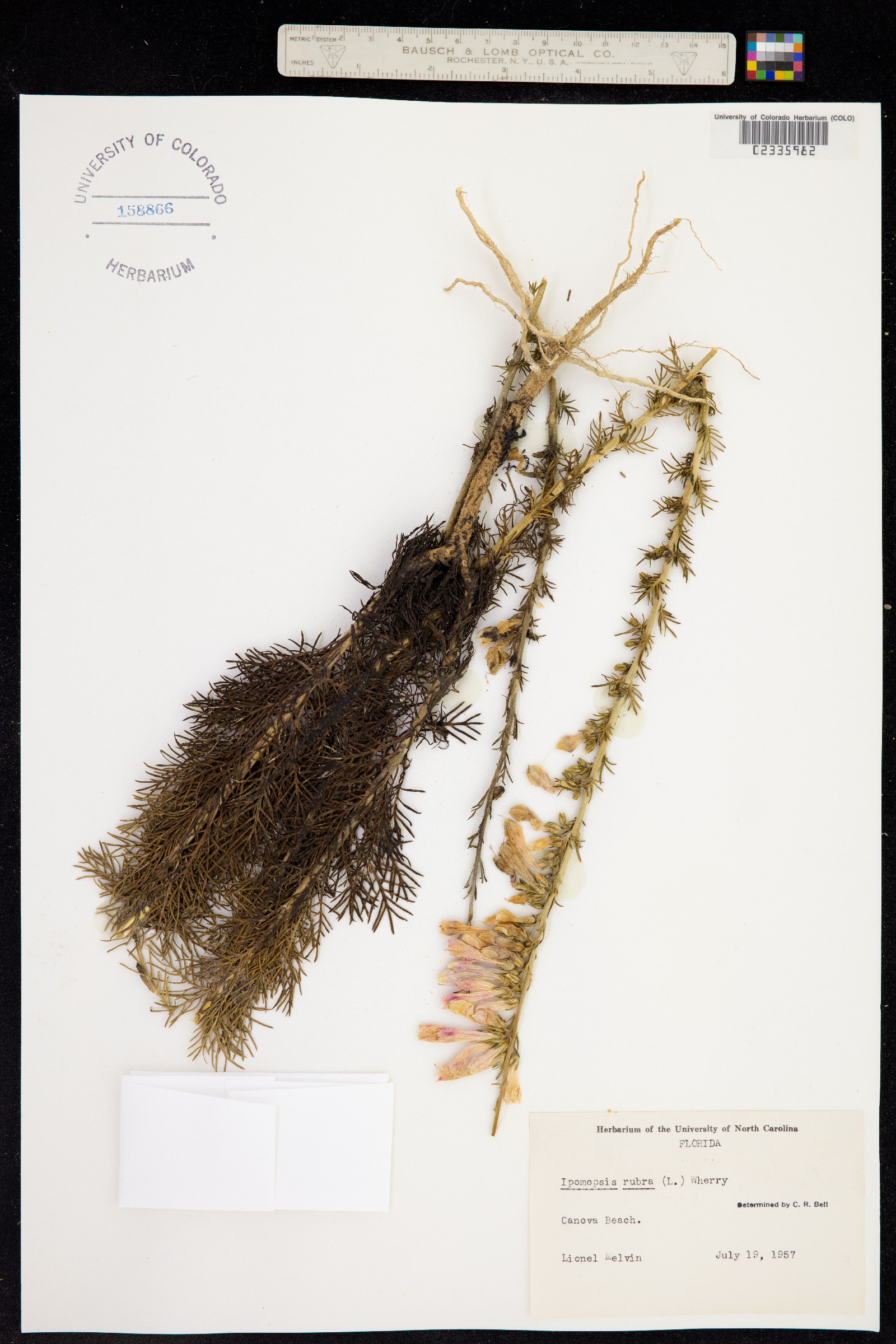 Ipomopsis roseata image