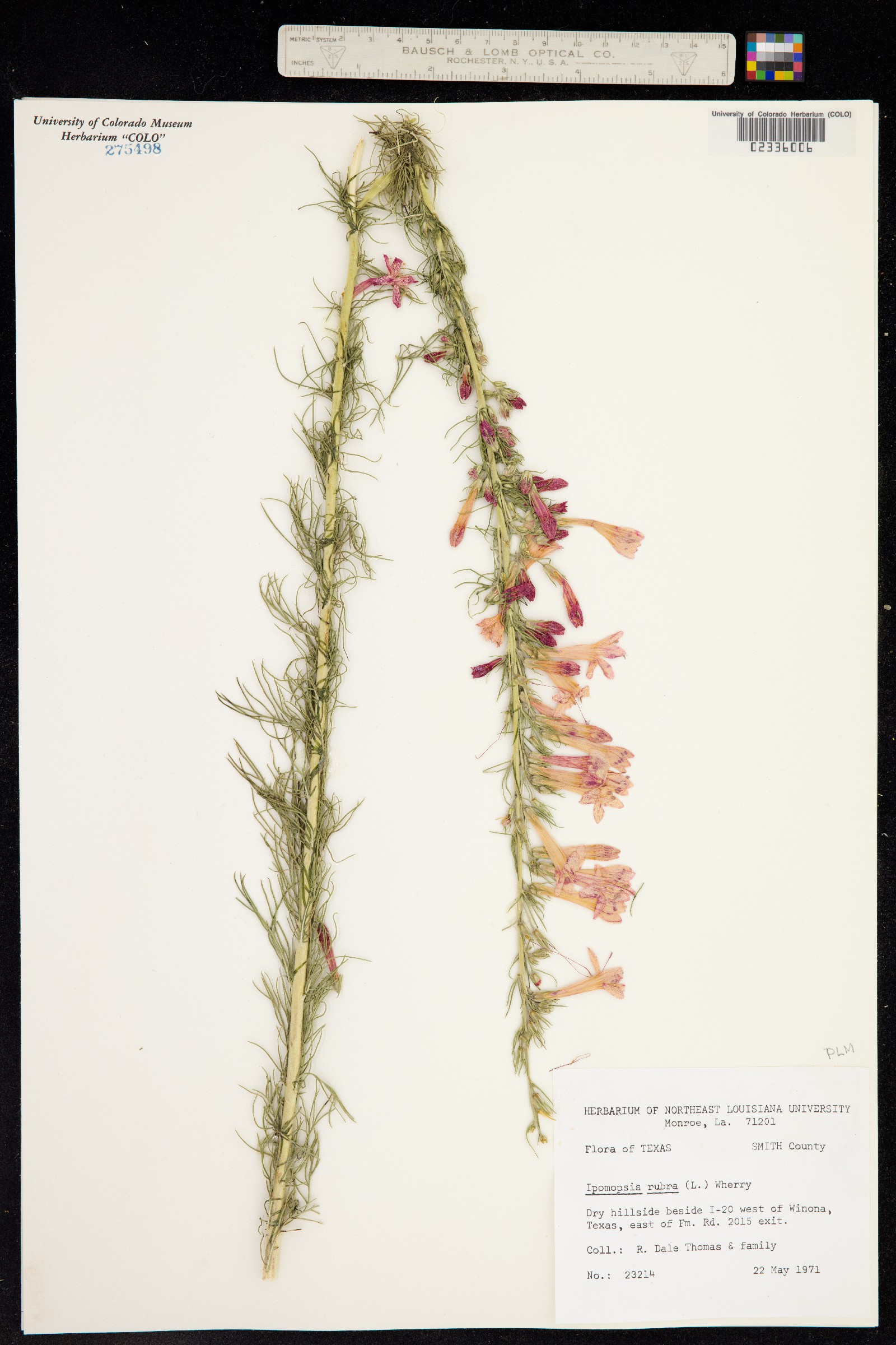 Ipomopsis roseata image