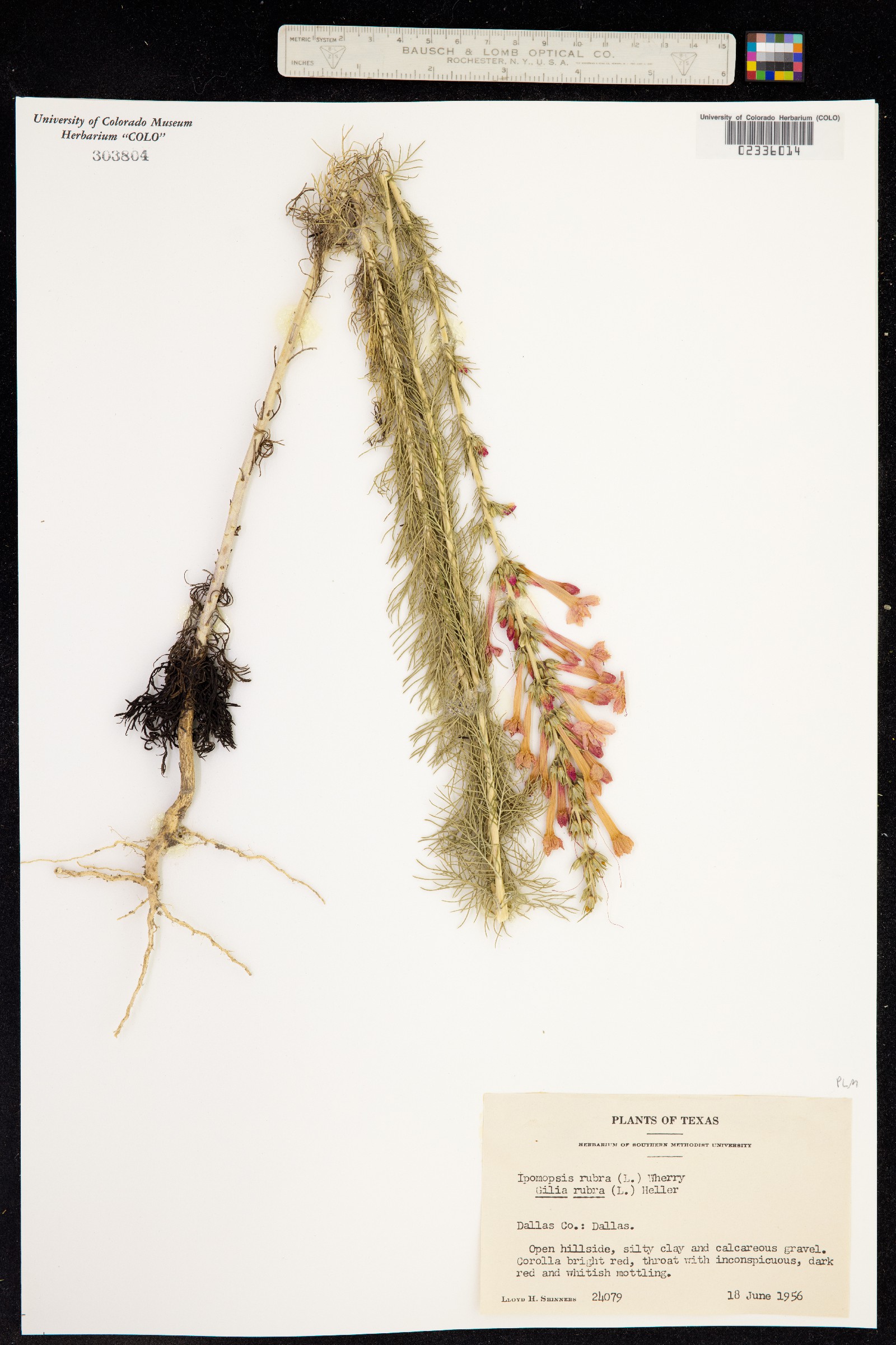 Ipomopsis roseata image