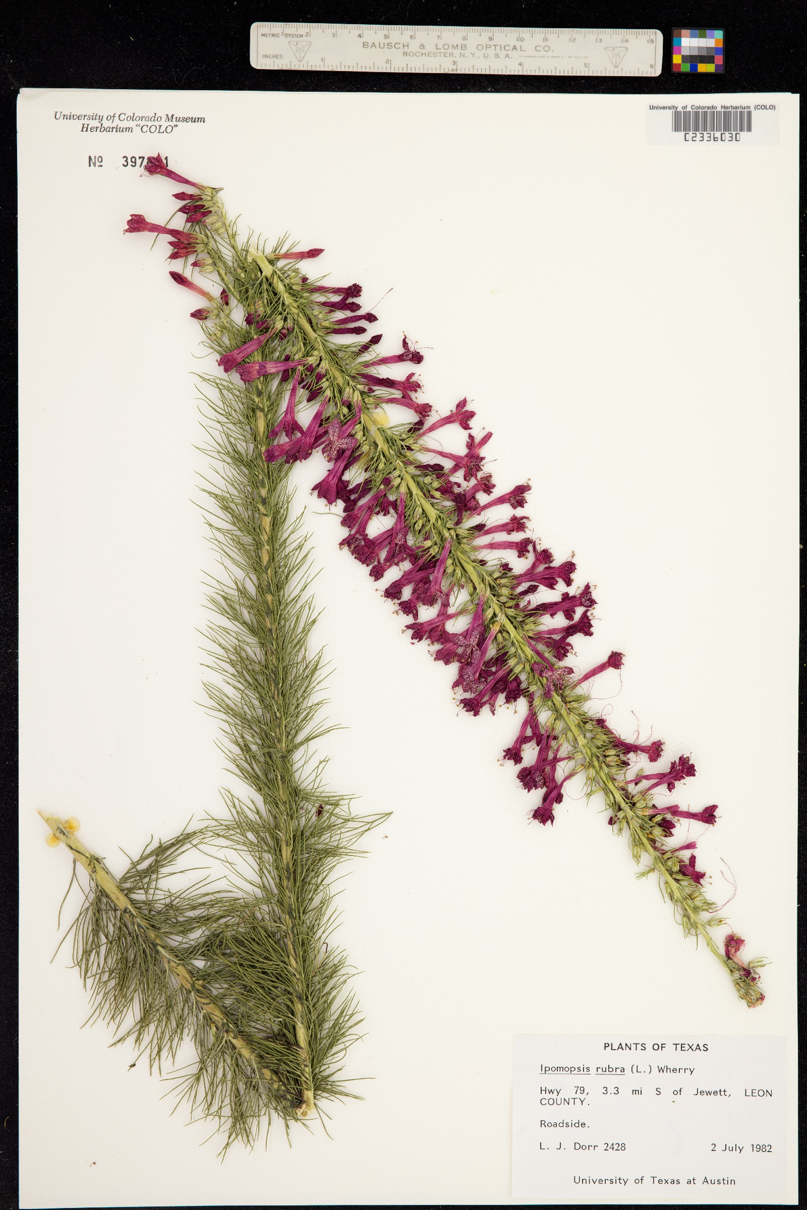 Ipomopsis roseata image