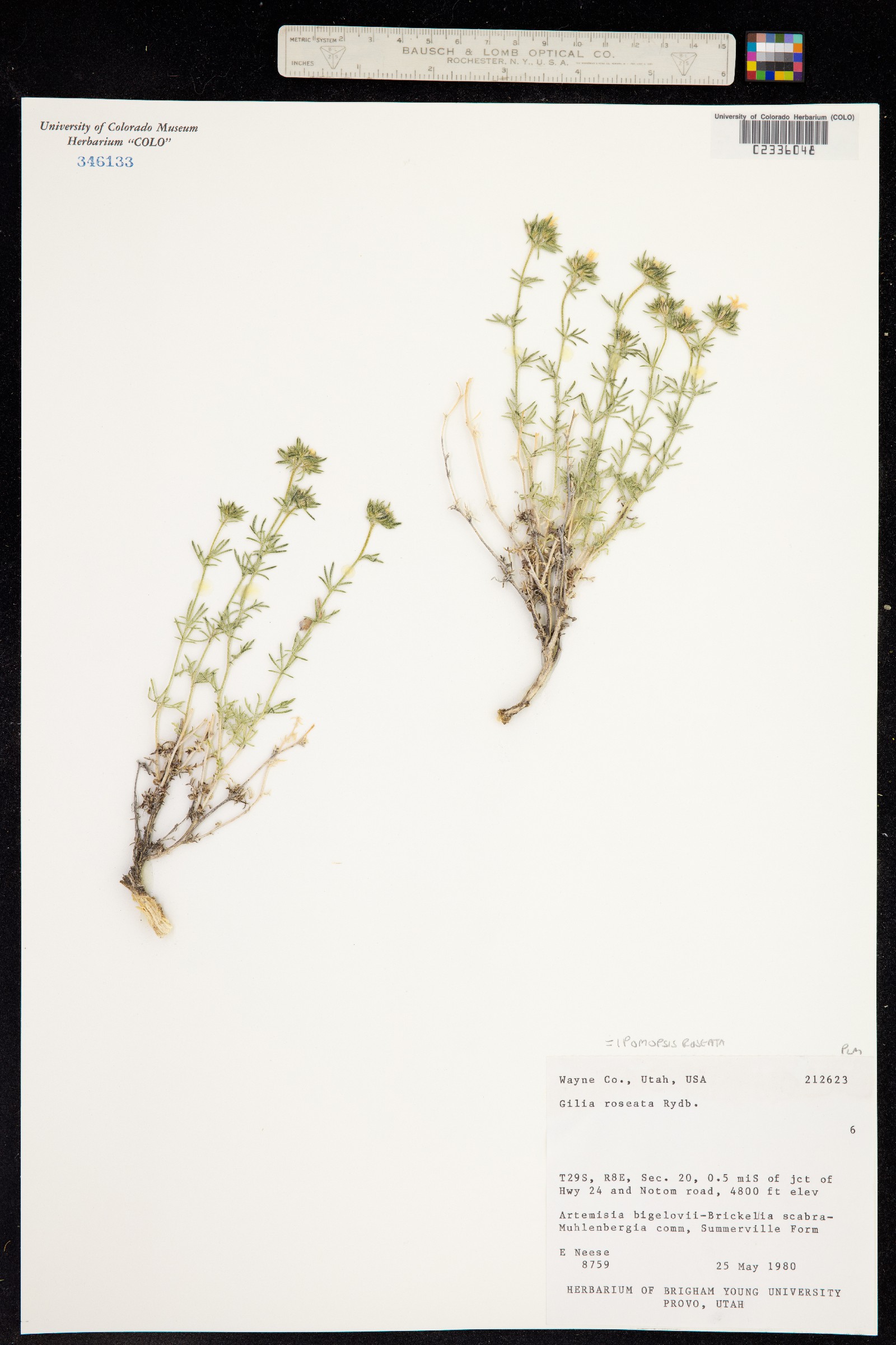 Ipomopsis roseata image