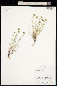 Ipomopsis roseata image
