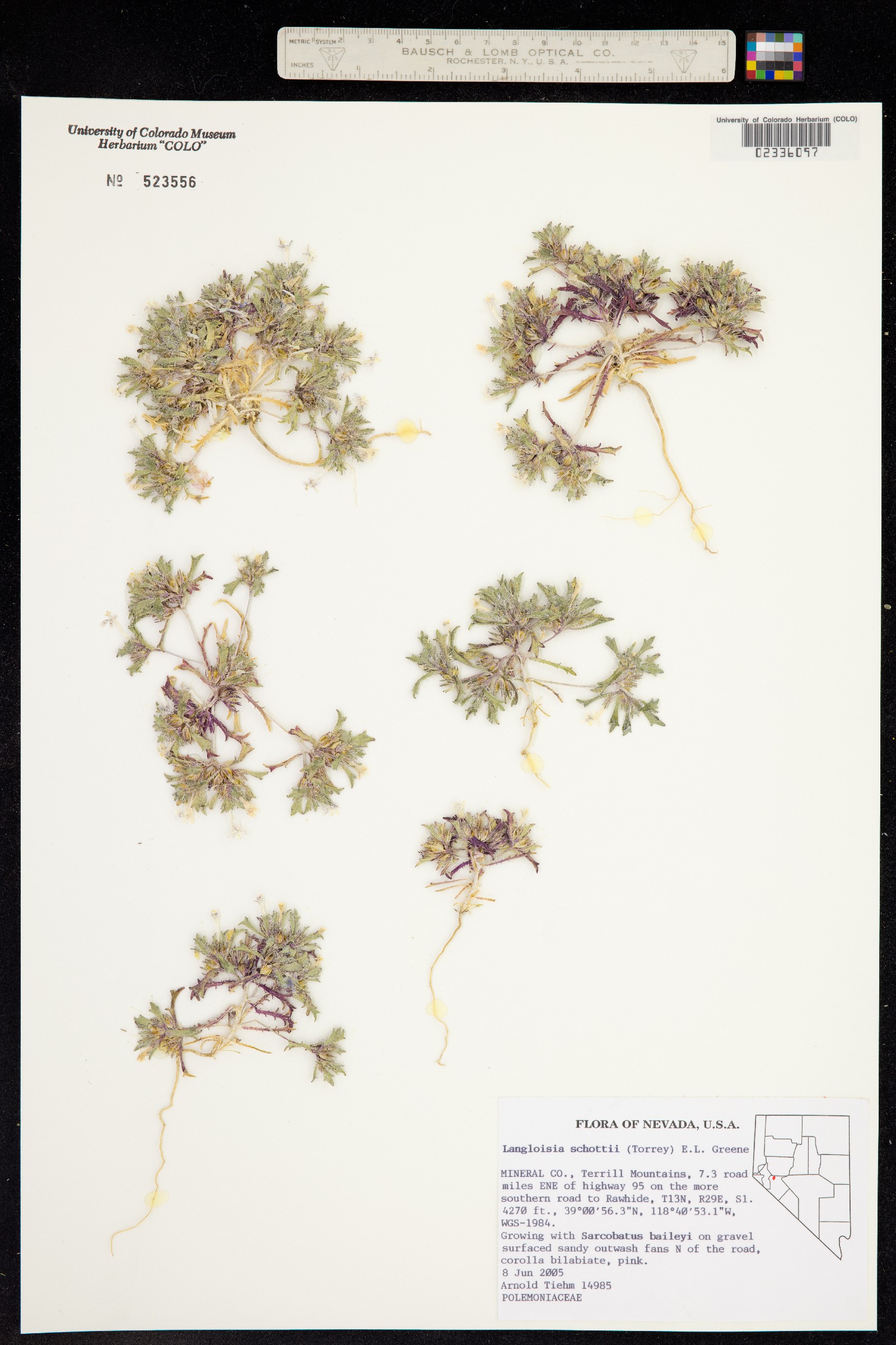 Langloisia setosissima image