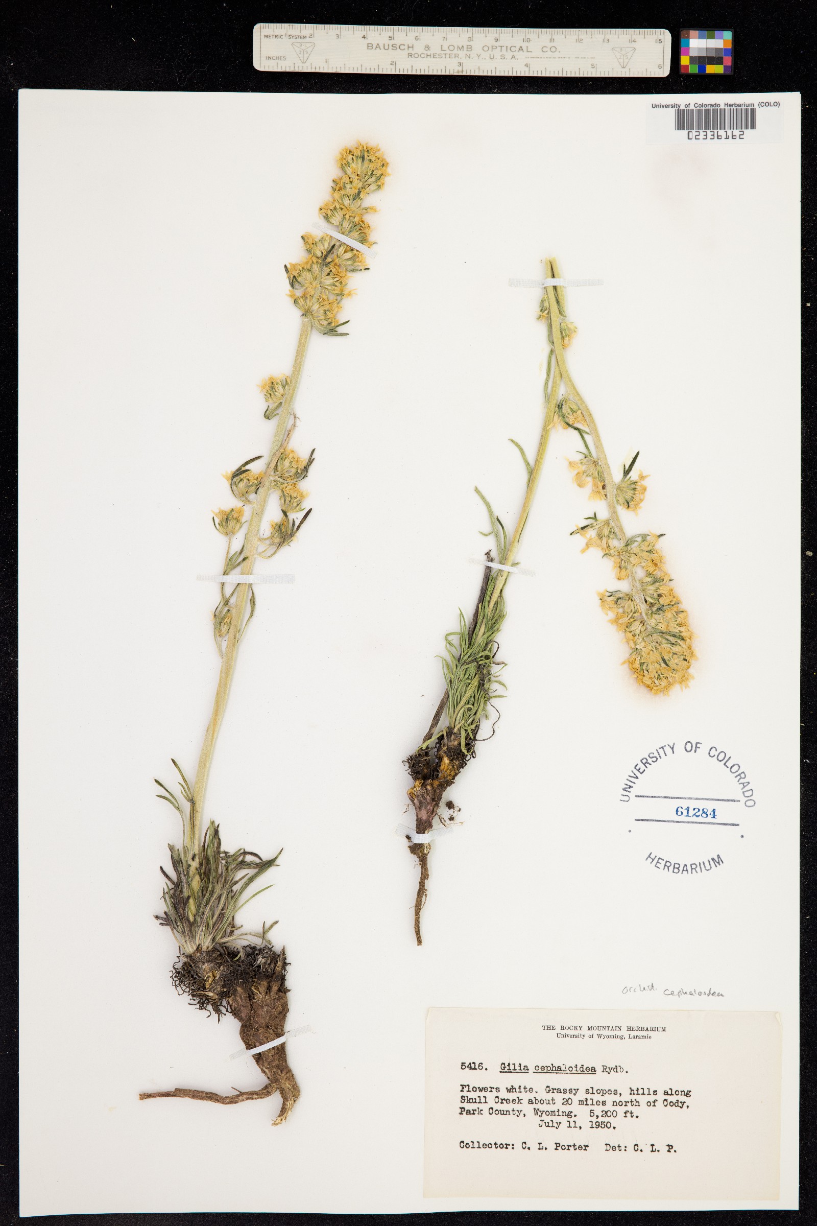 Ipomopsis spicata image