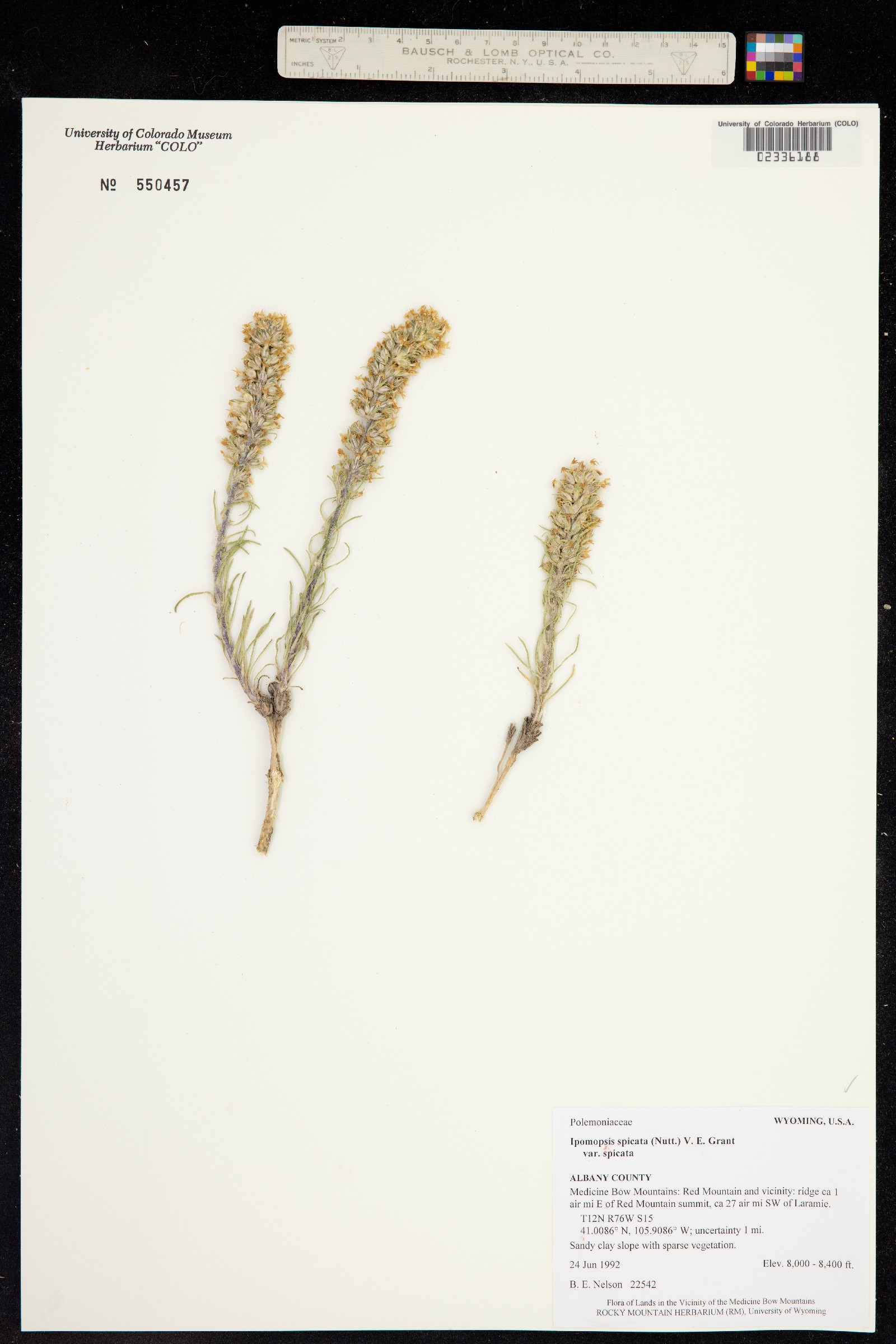 Ipomopsis spicata image