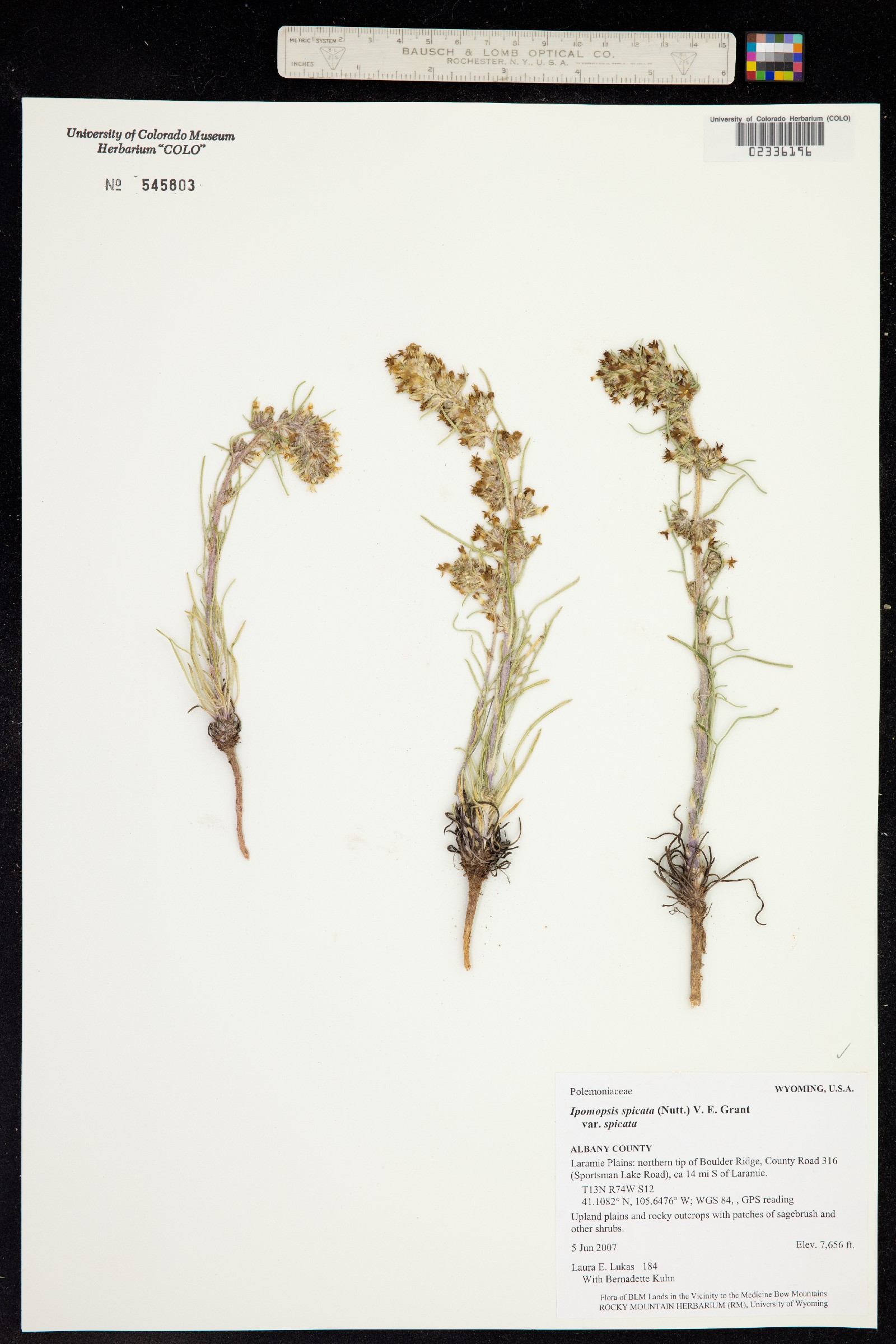 Ipomopsis spicata image