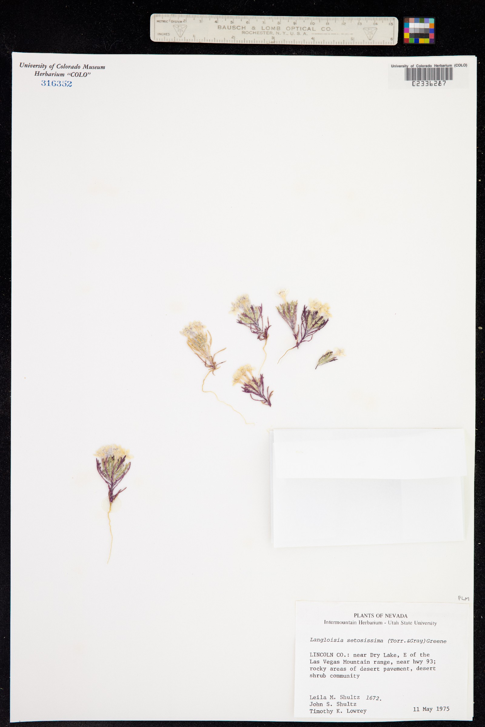 Langloisia setosissima image