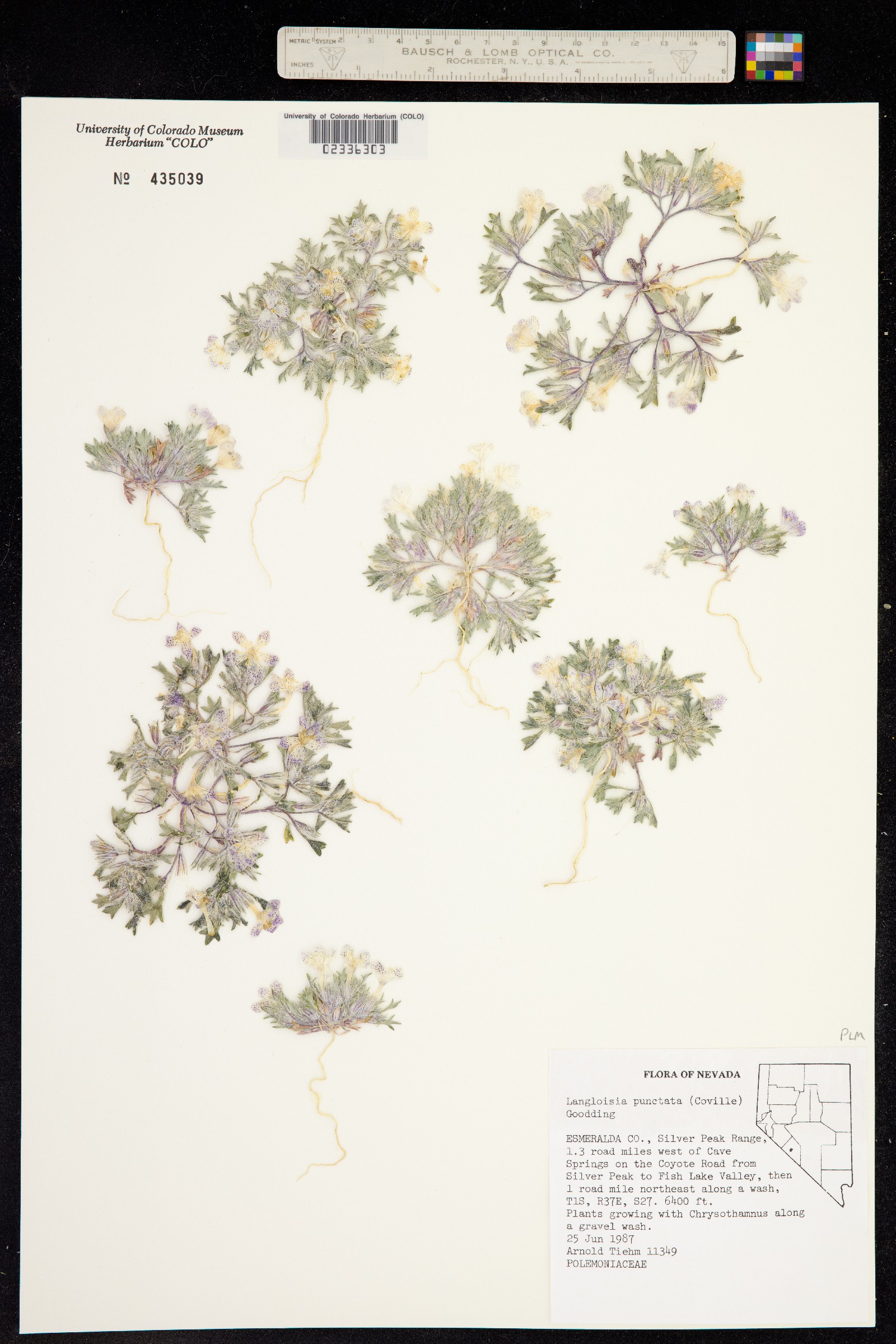 Langloisia setosissima ssp. punctata image
