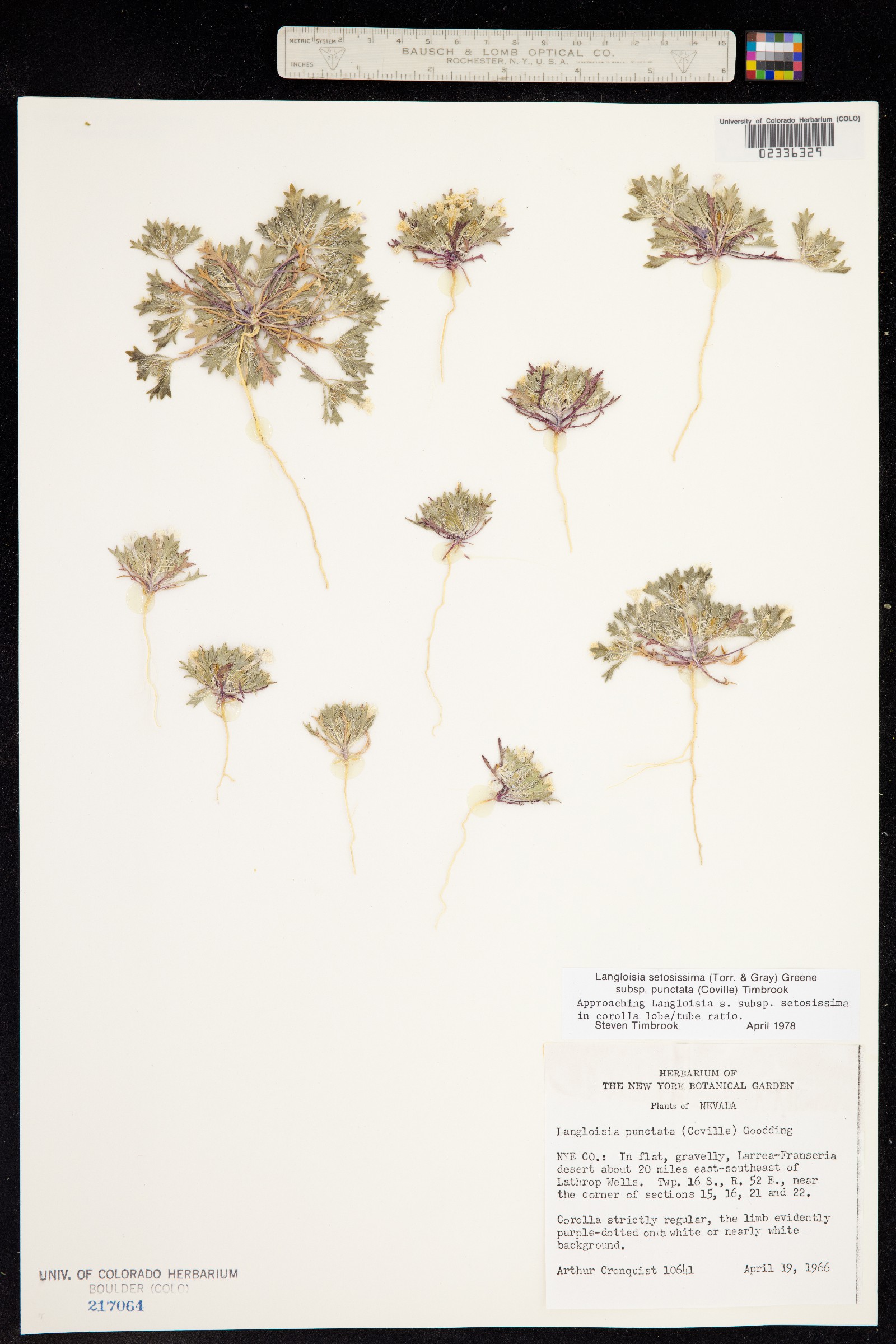 Langloisia setosissima image