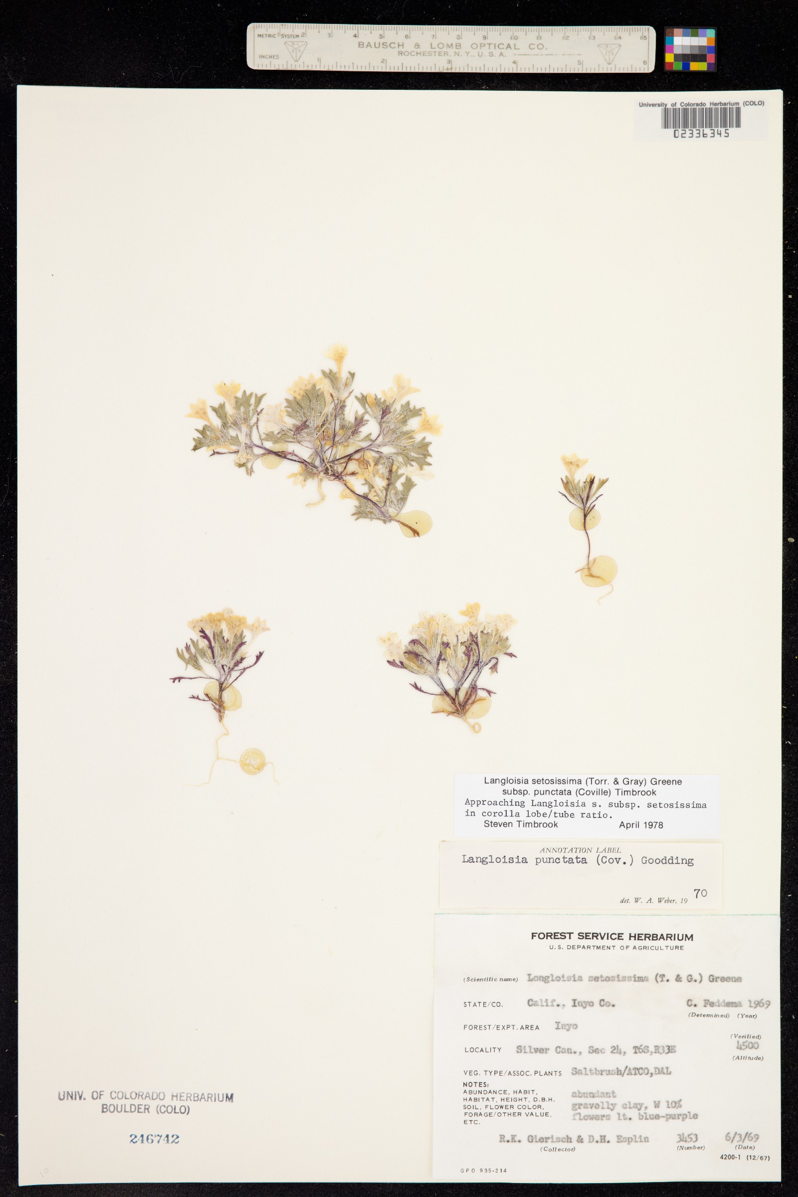 Langloisia image
