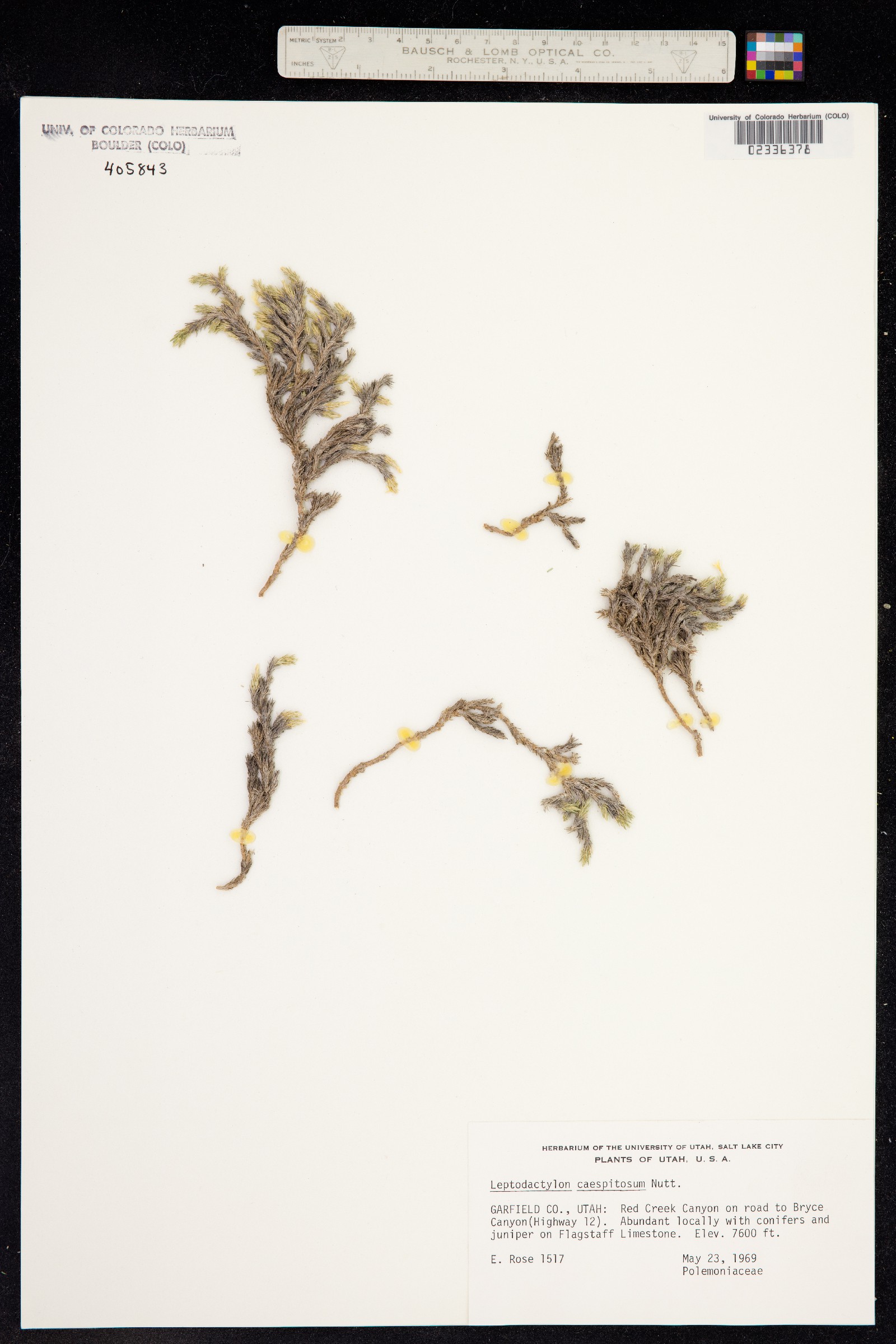 Linanthus caespitosus image