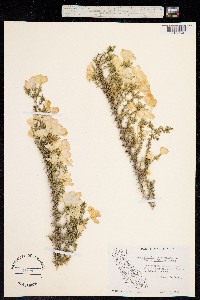 Leptodactylon californicum image