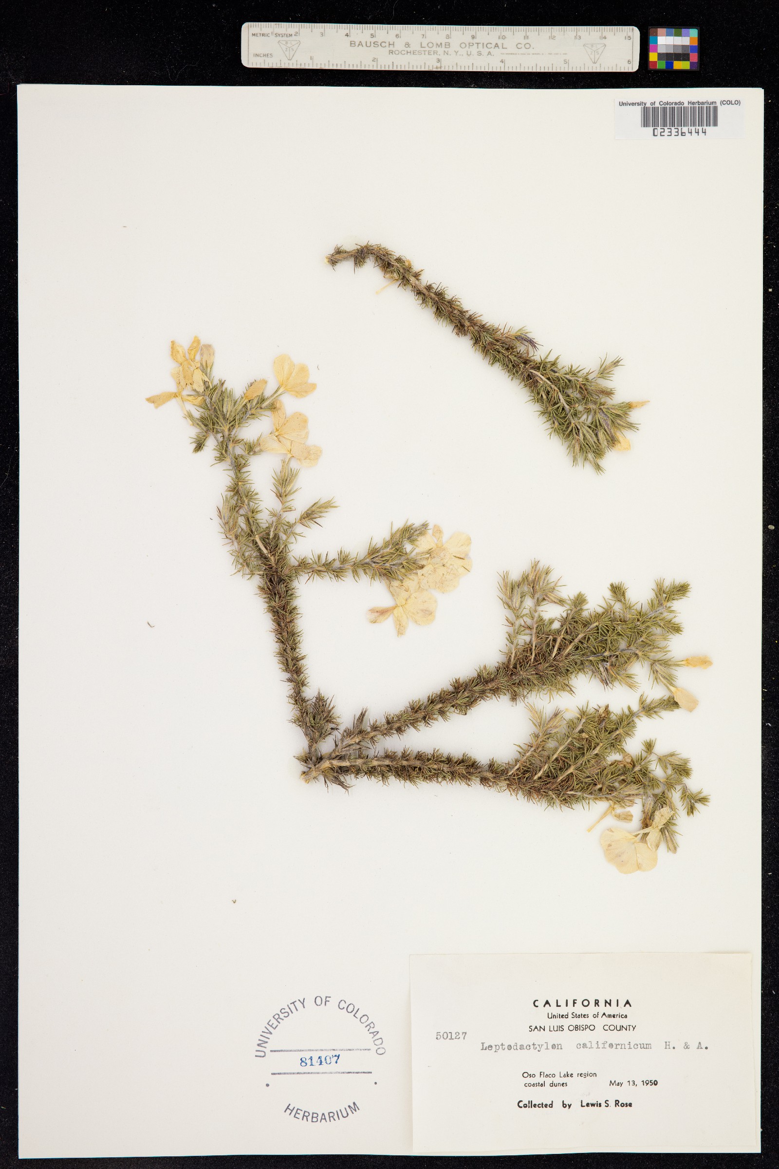 Leptodactylon californicum image