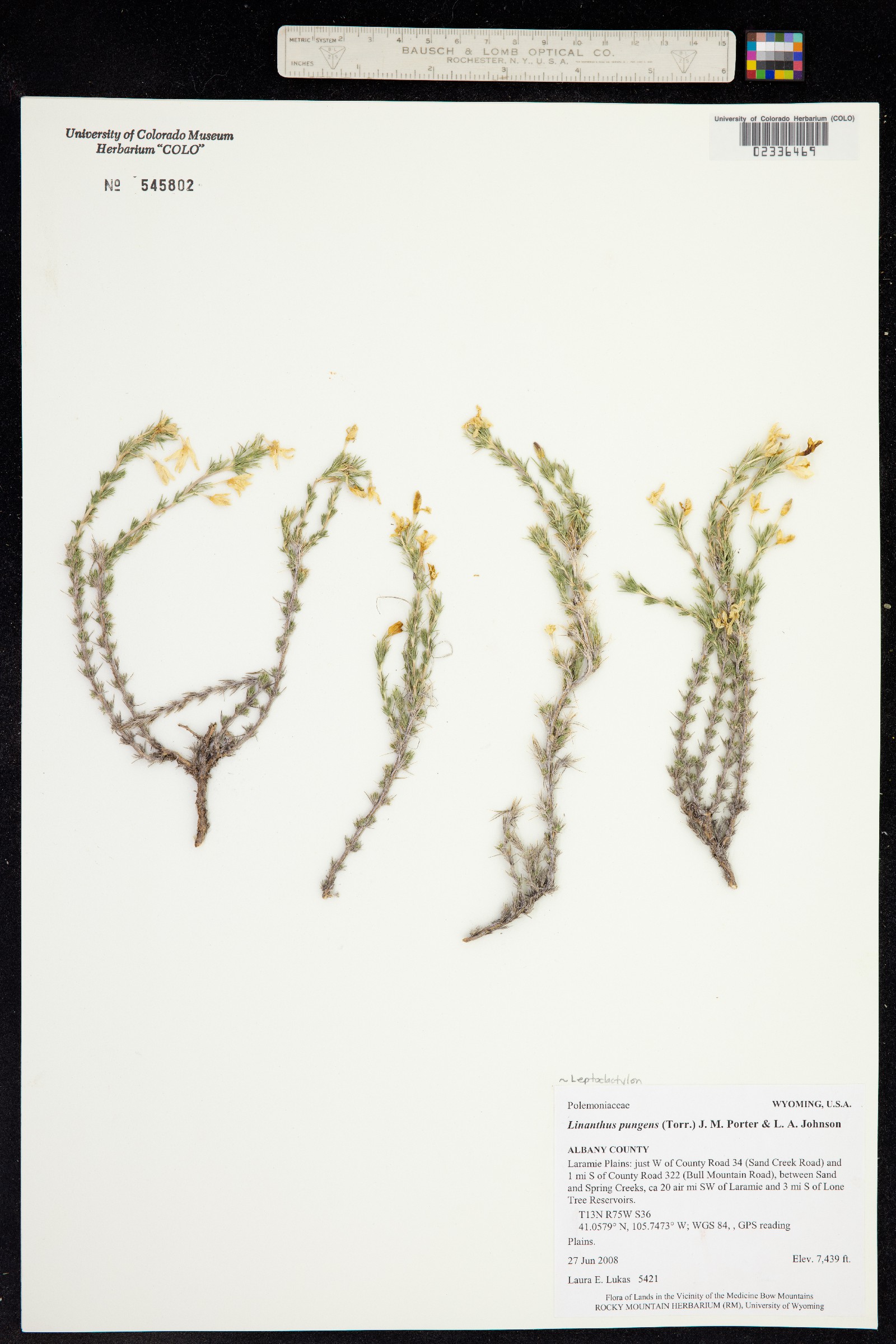 Linanthus pungens image