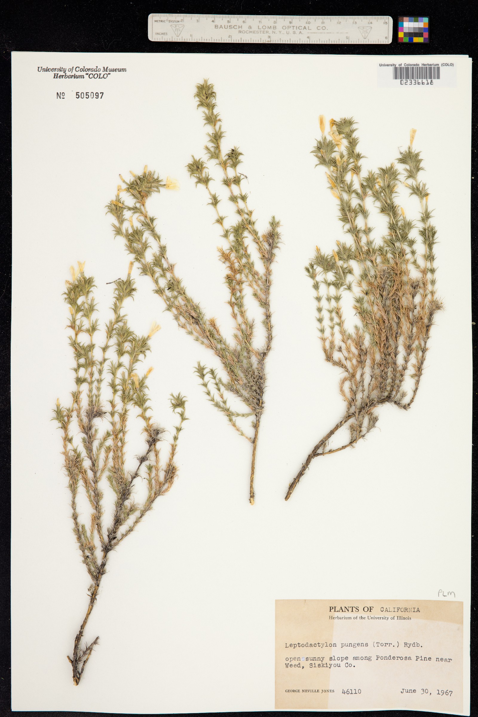 Linanthus pungens image