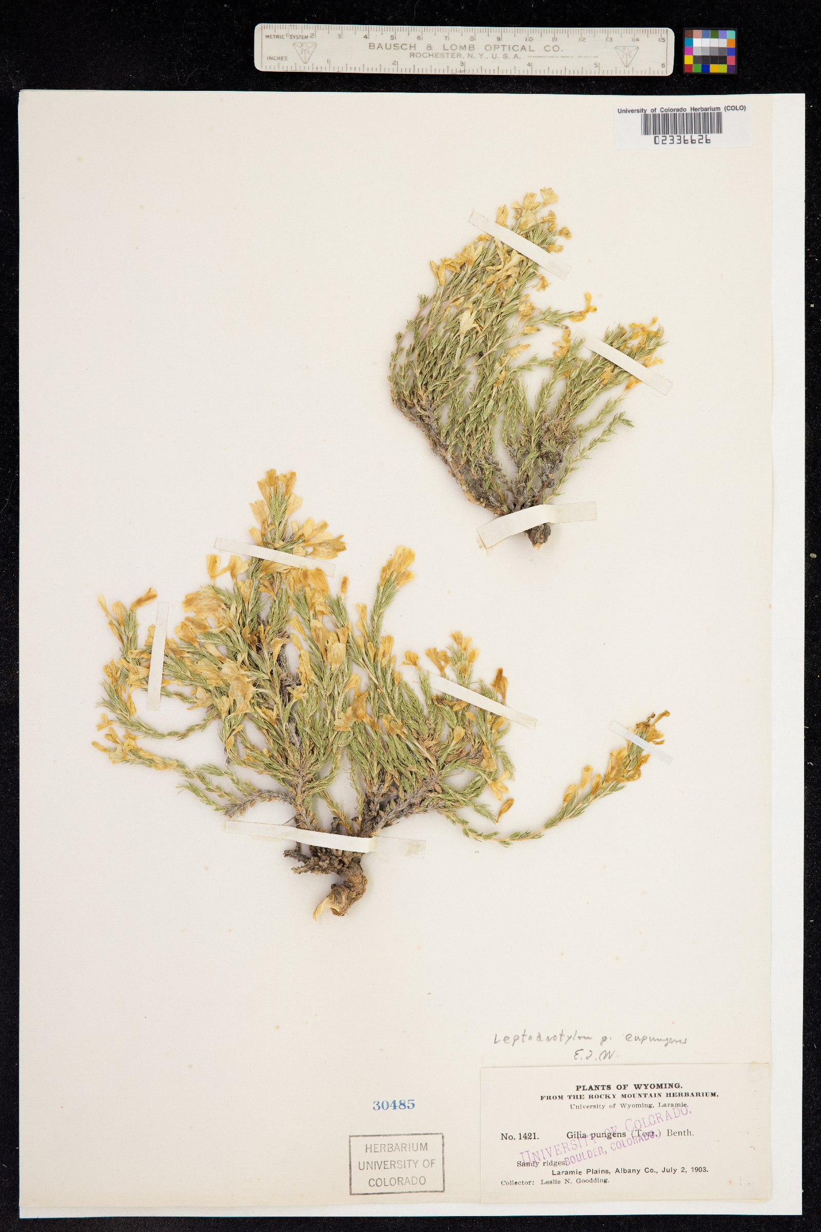 Linanthus pungens image