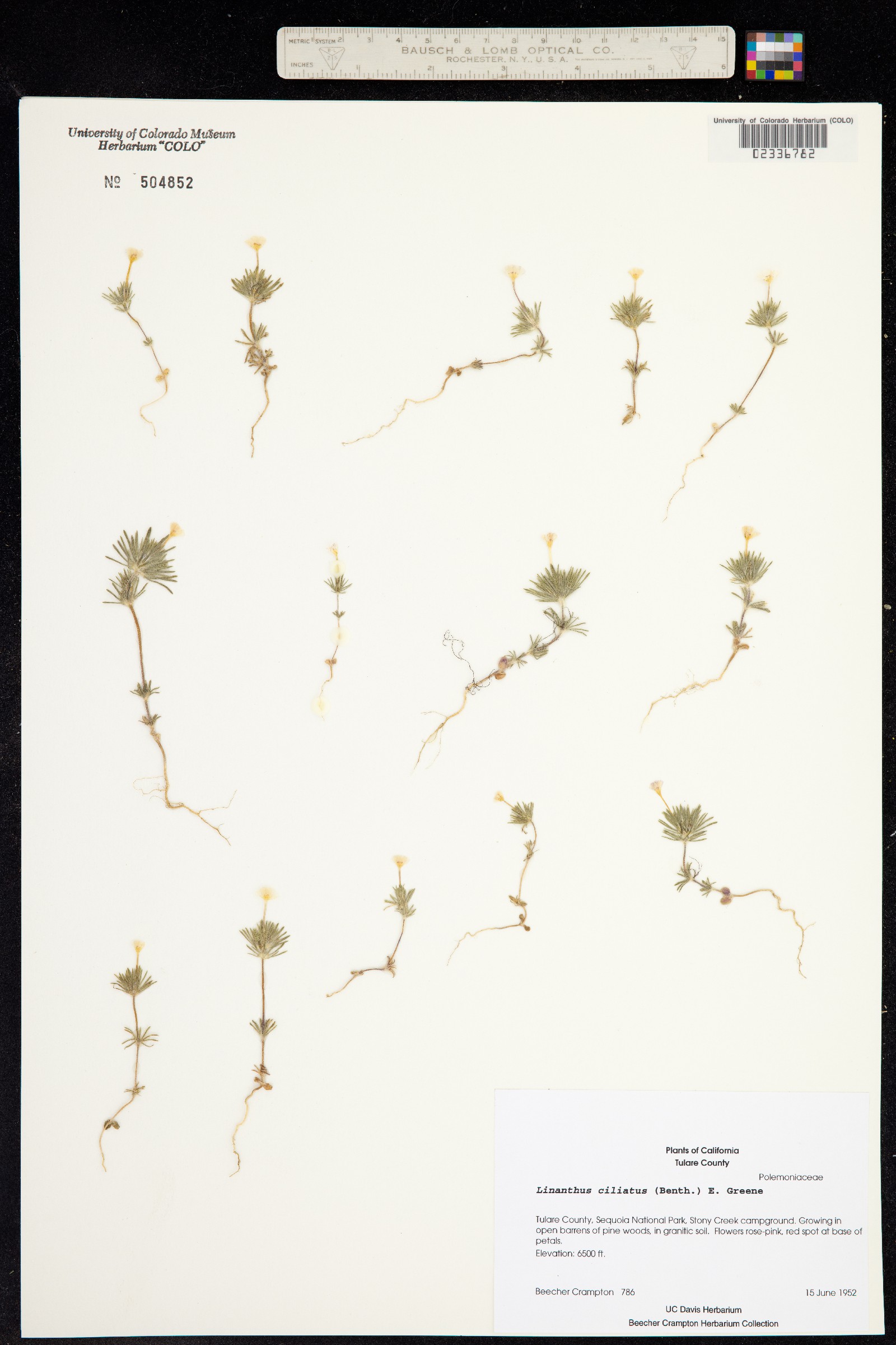 Leptosiphon ciliatus ssp. ciliatus image