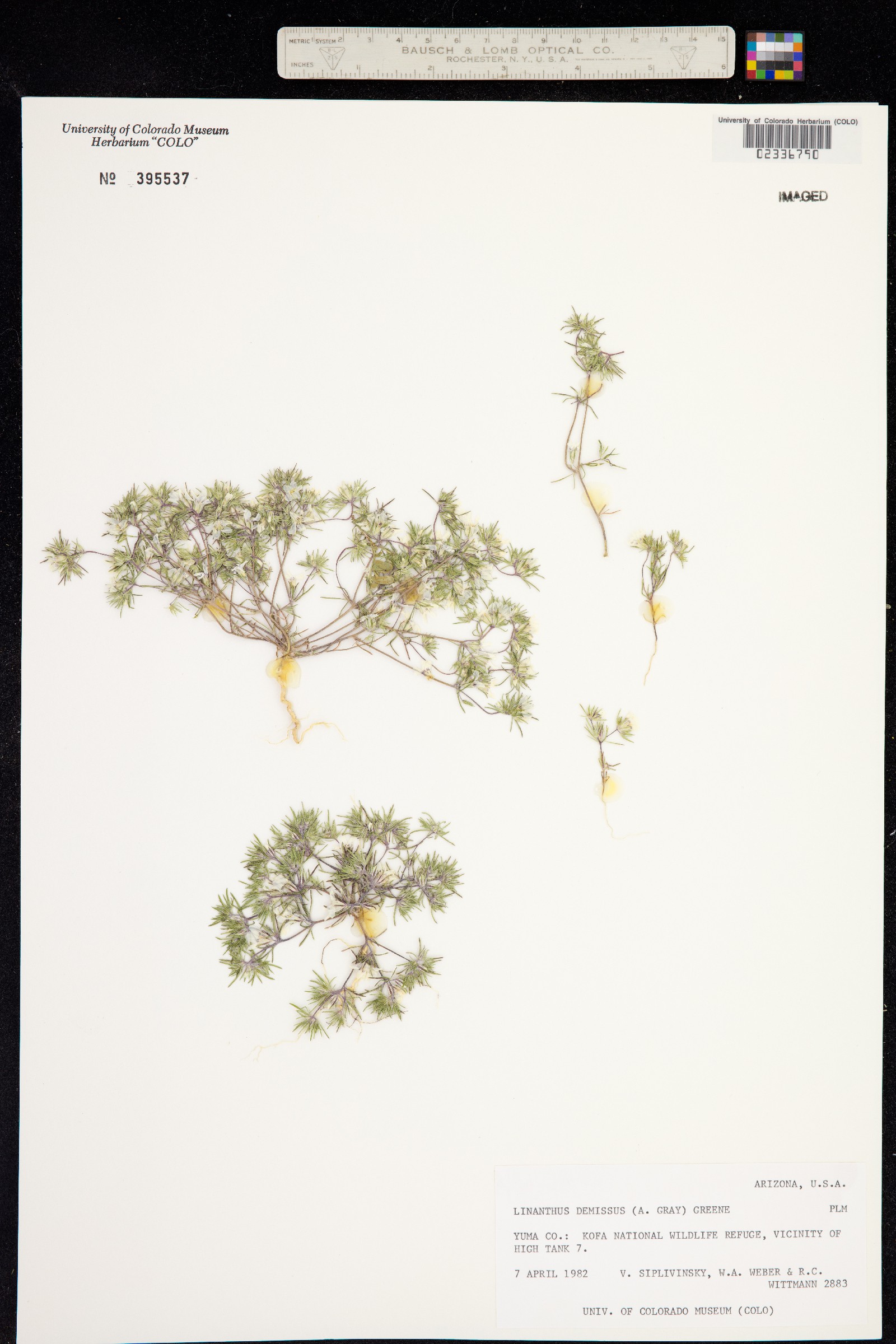 Linanthus demissus image