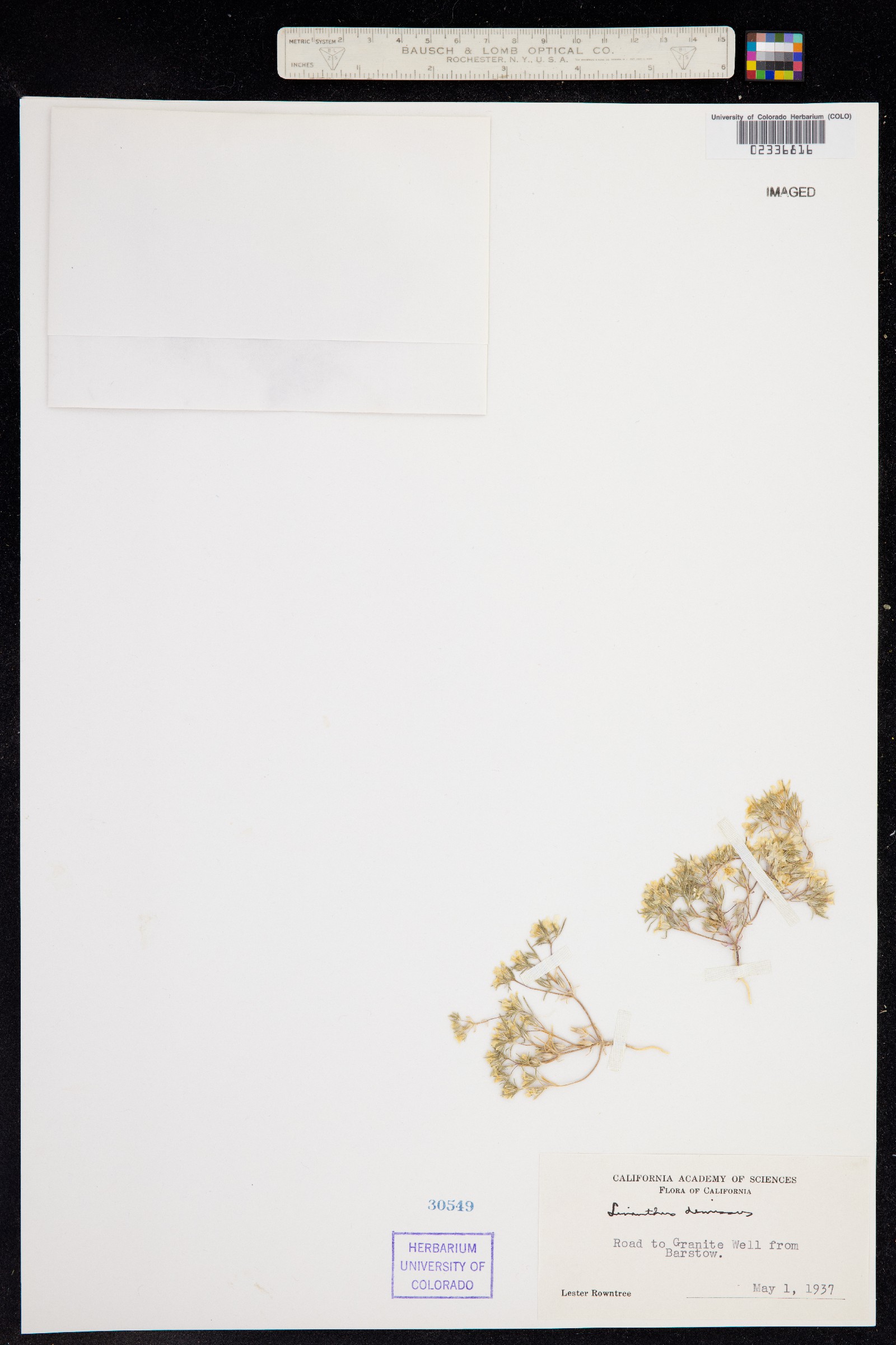 Linanthus demissus image