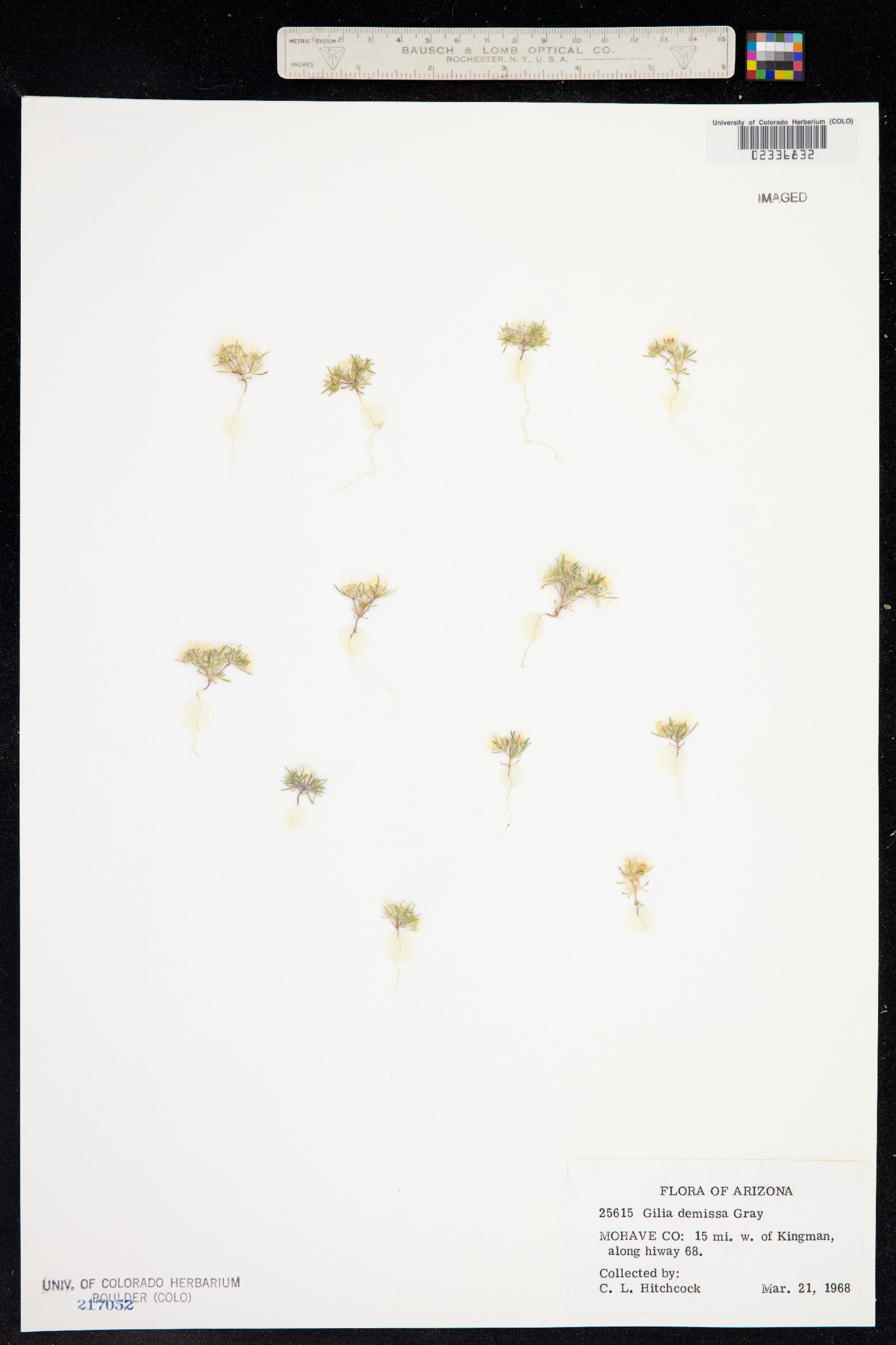 Linanthus demissus image