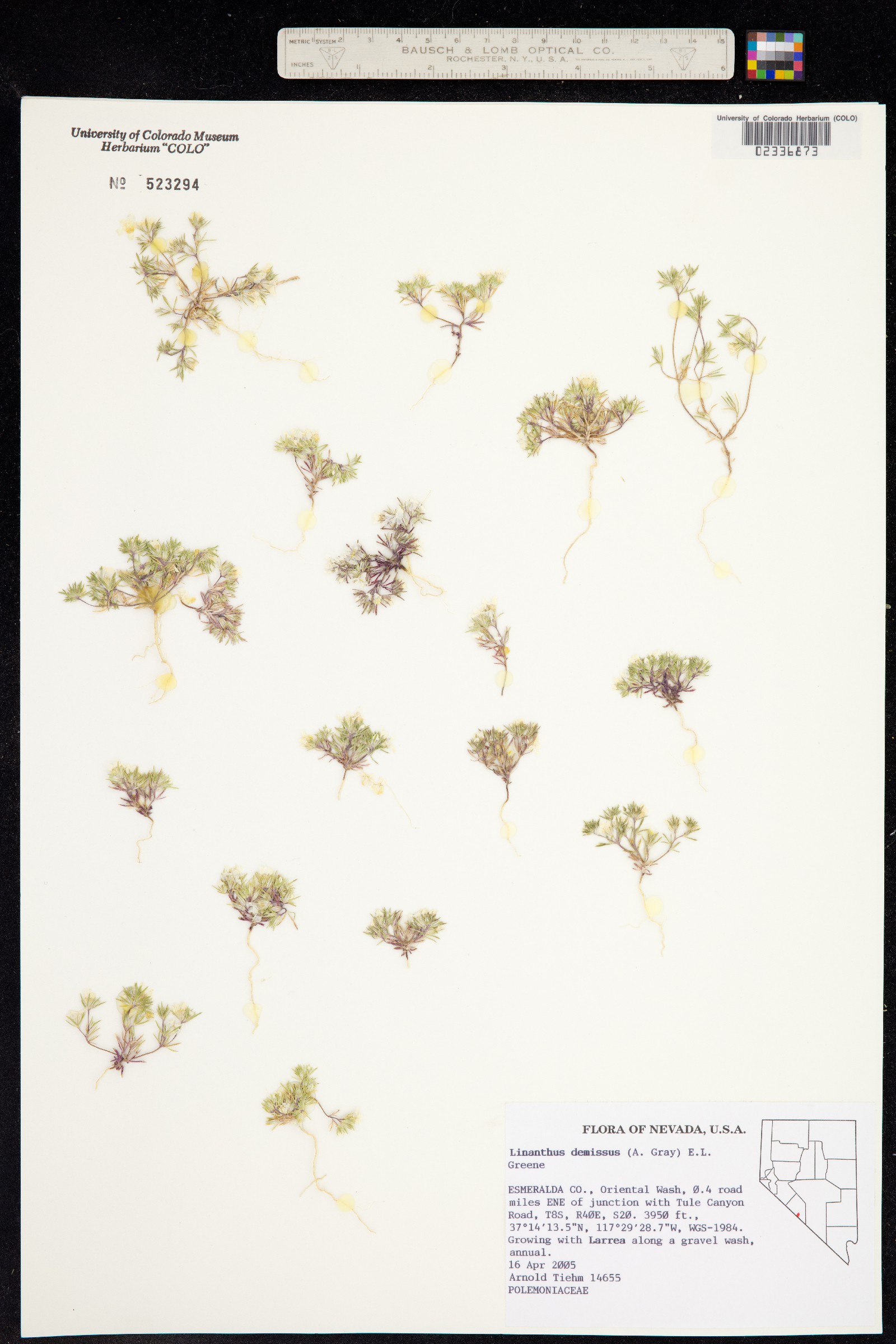 Linanthus demissus image