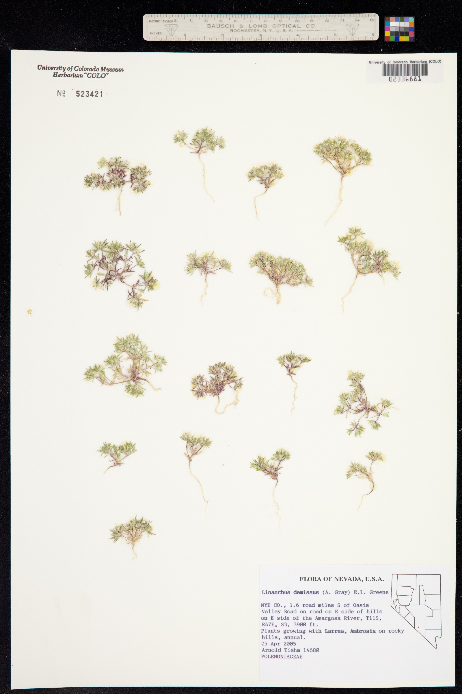 Linanthus demissus image