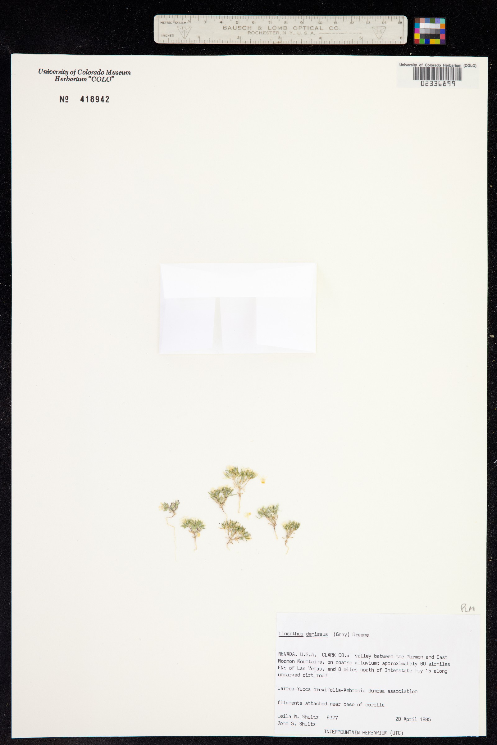 Linanthus demissus image