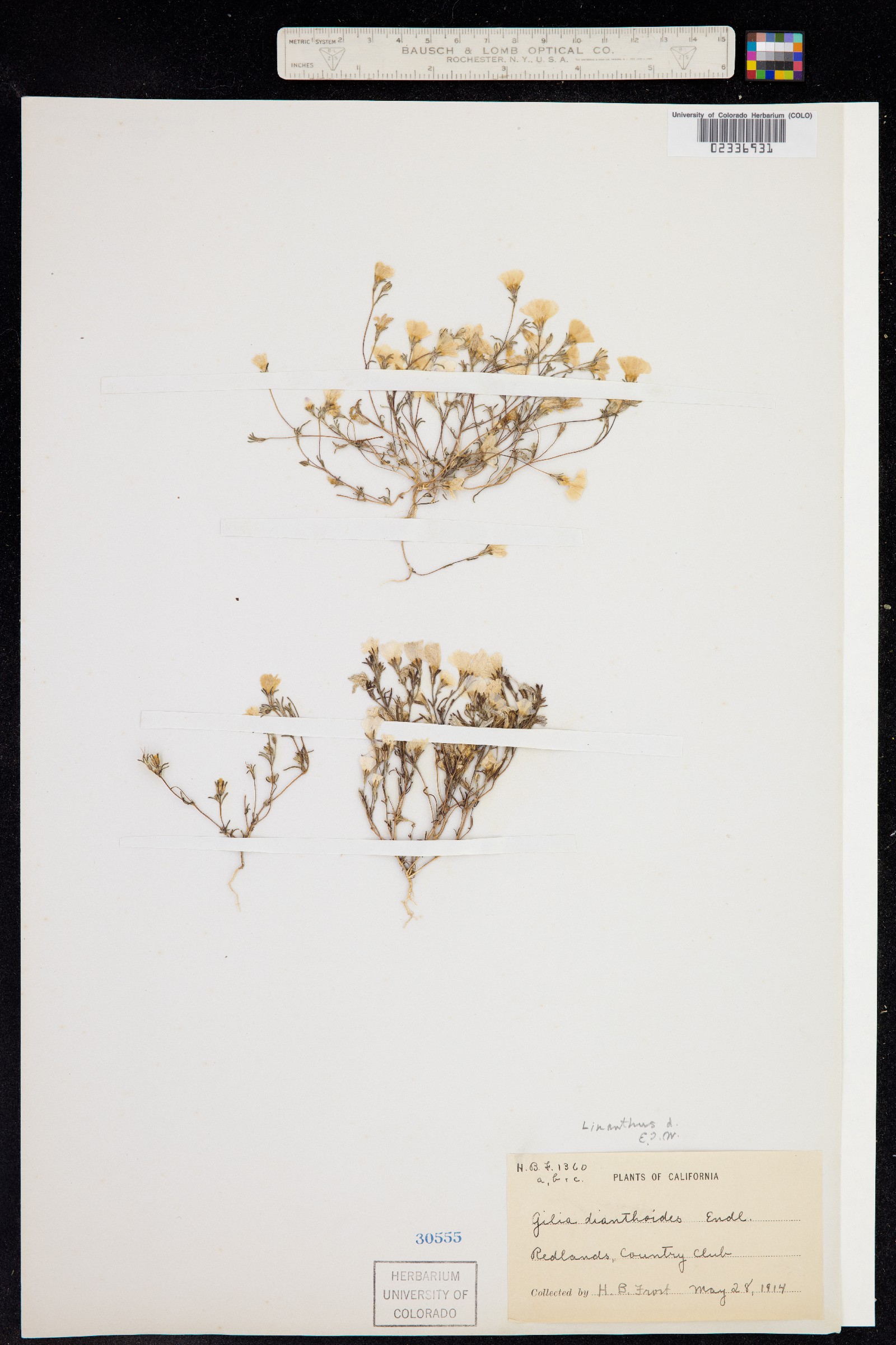 Linanthus dianthiflorus image