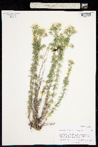 Linanthus nuttallii image