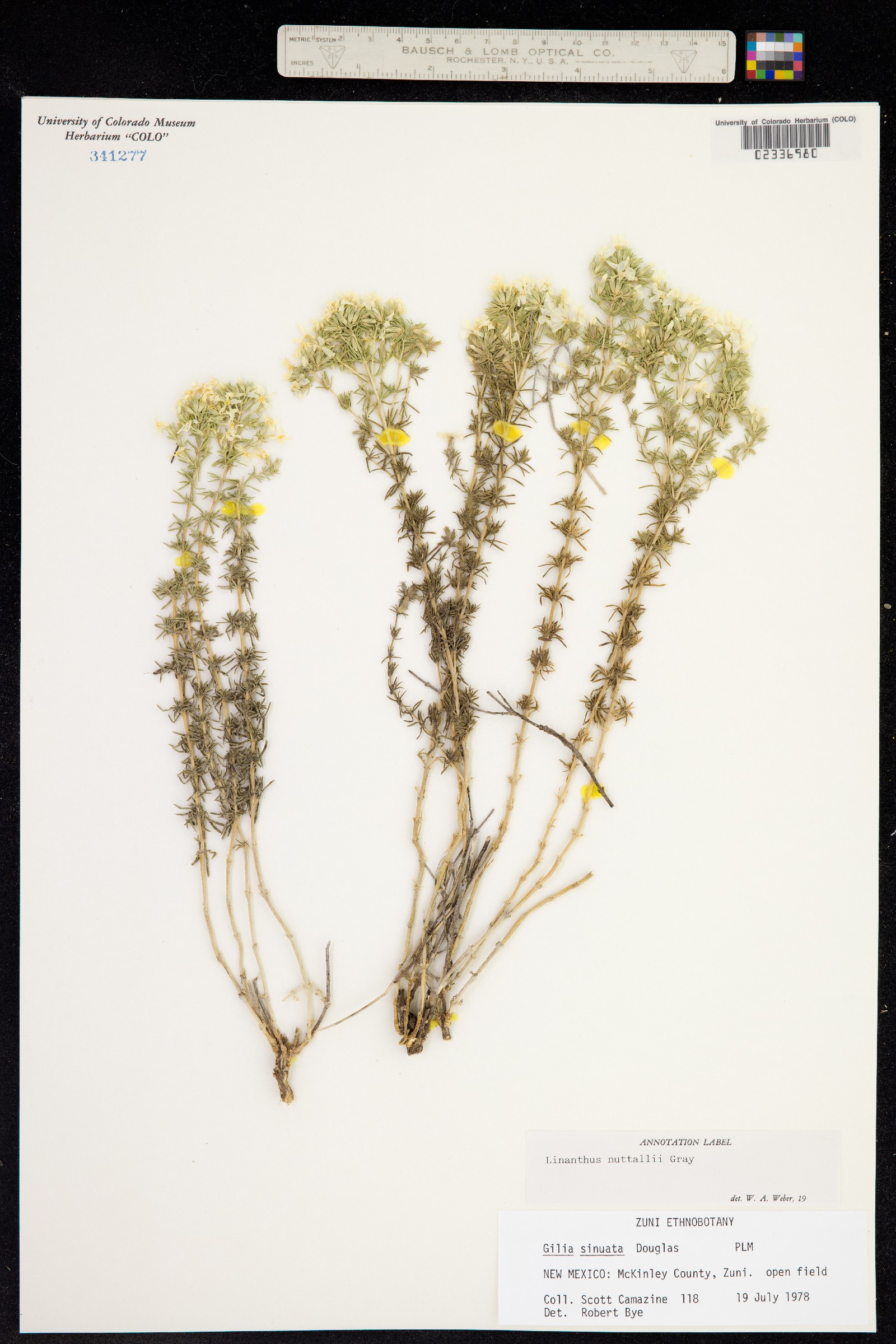 Leptosiphon nuttallii ssp. nuttallii image