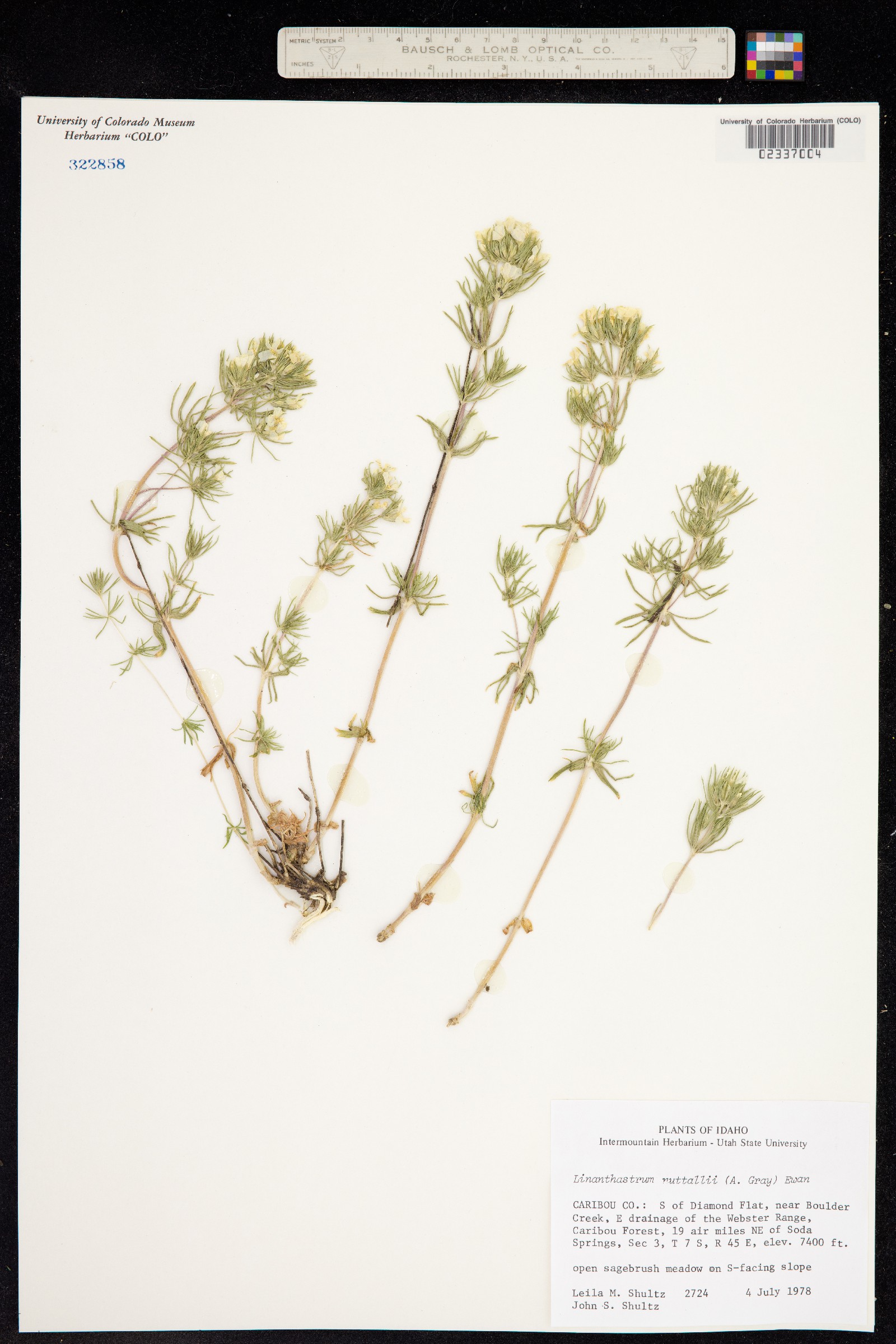 Leptosiphon nuttallii ssp. nuttallii image