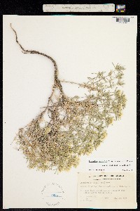 Leptosiphon nuttallii ssp. nuttallii image