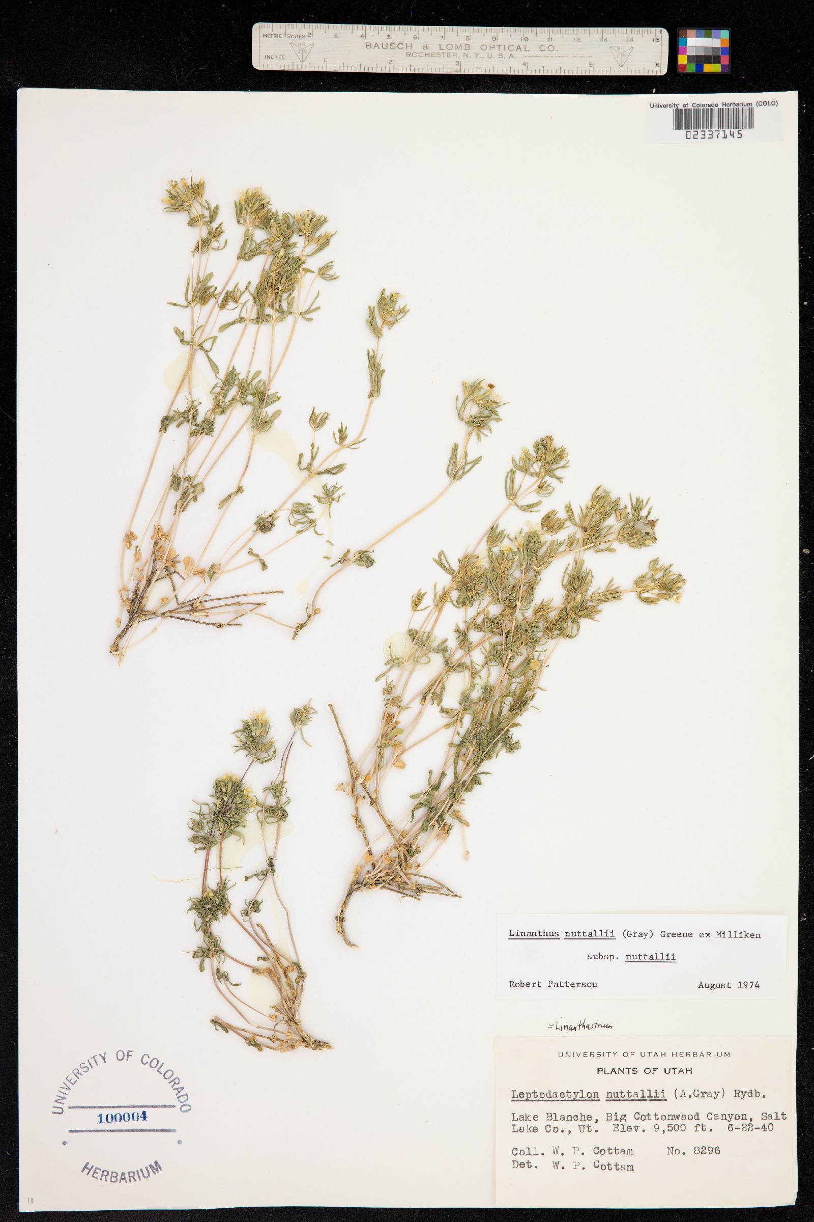 Leptosiphon nuttallii ssp. nuttallii image