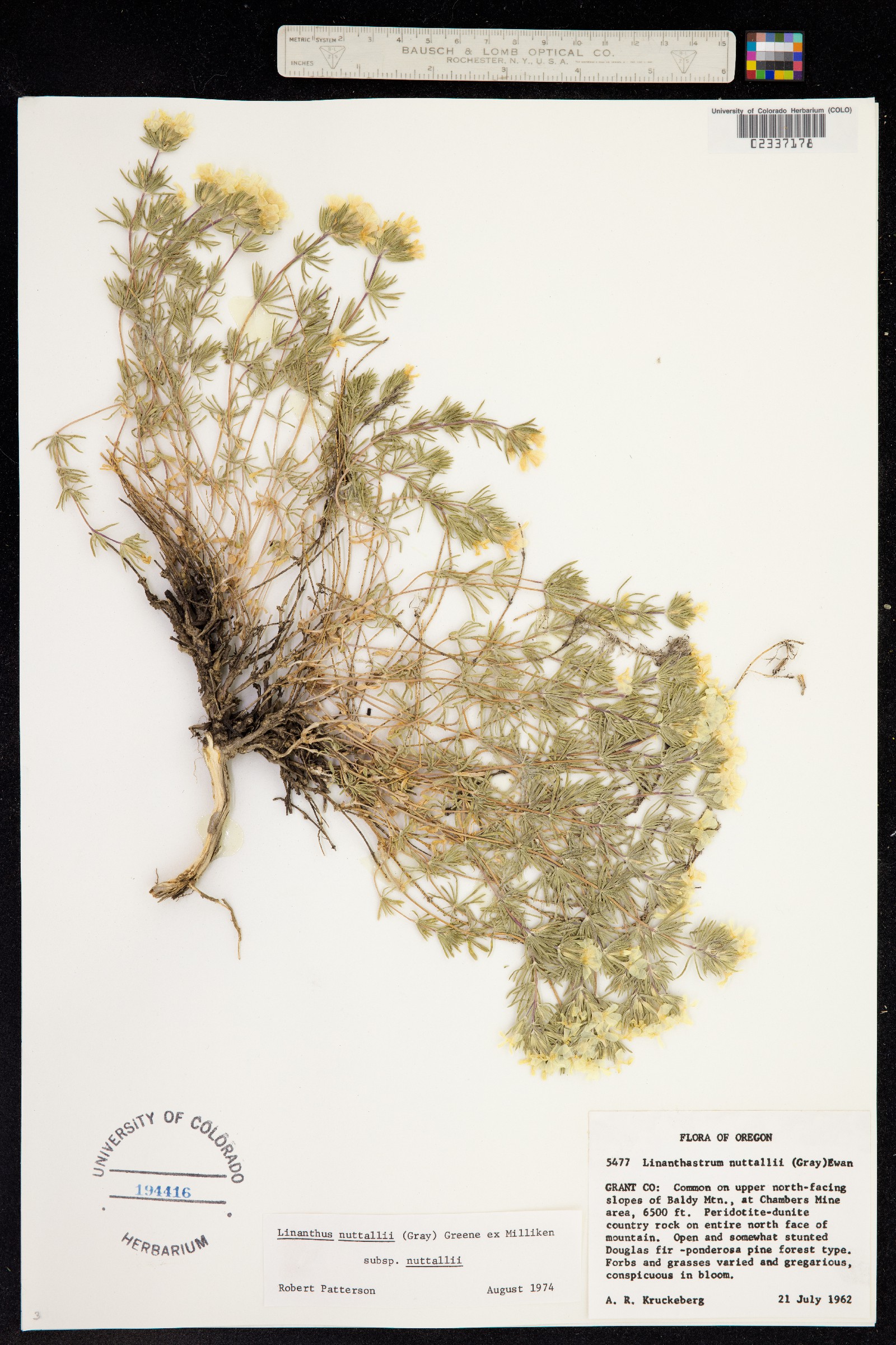 Leptosiphon nuttallii image