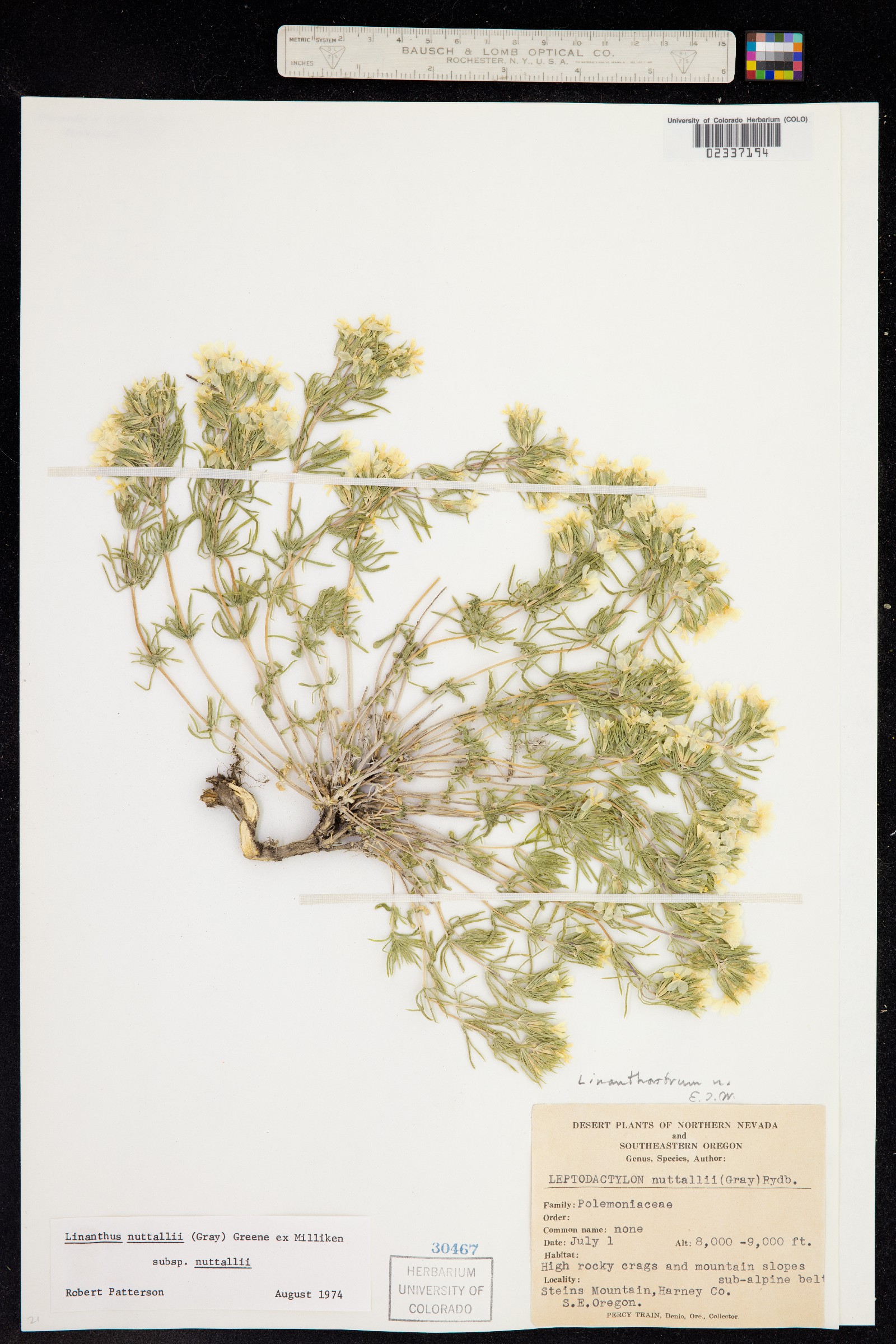 Leptosiphon nuttallii ssp. nuttallii image