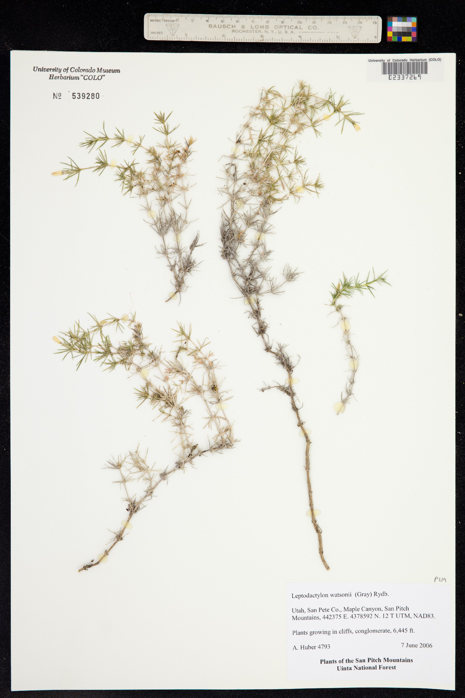 Linanthus watsonii image