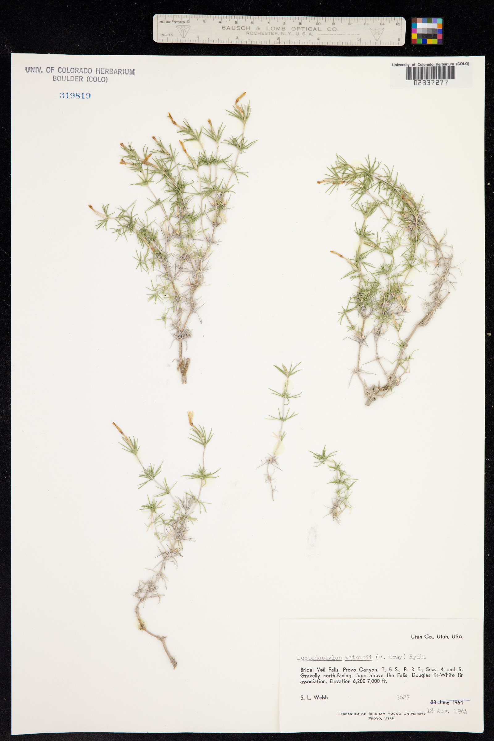 Linanthus watsonii image