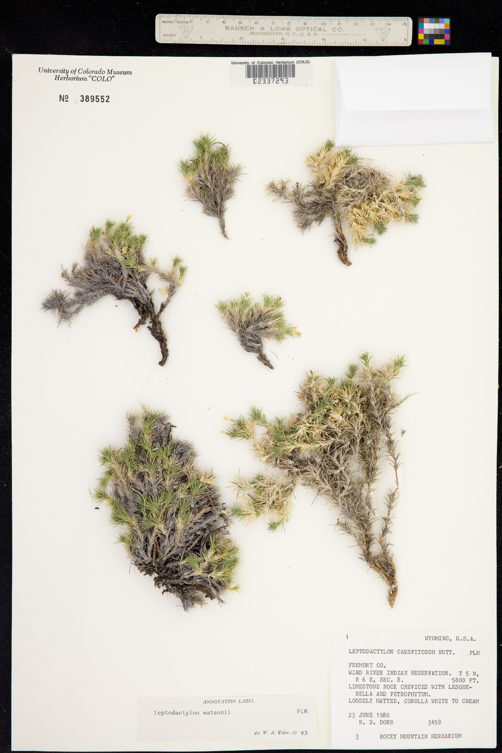 Linanthus watsonii image